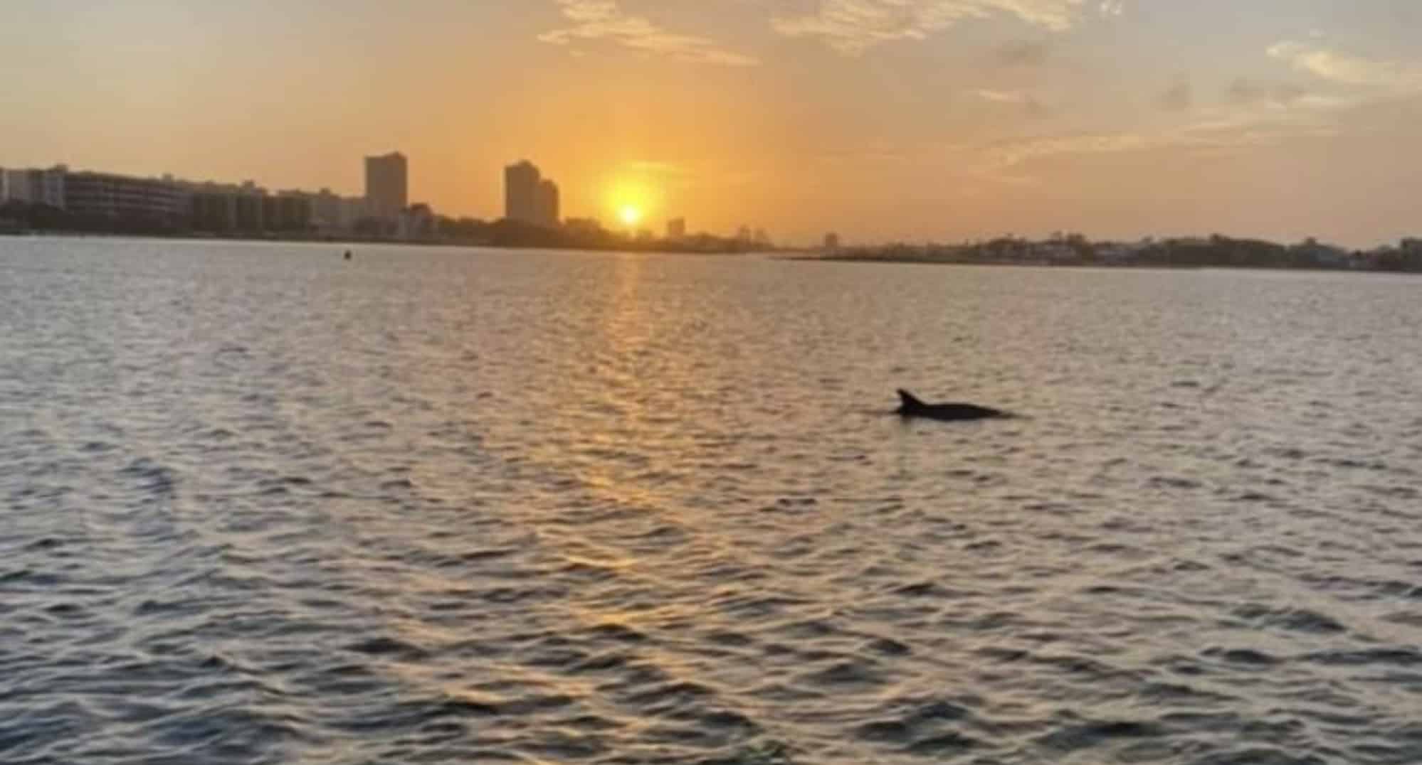 Orange-Beach-Family-Friendly-Dolphin-Cruise