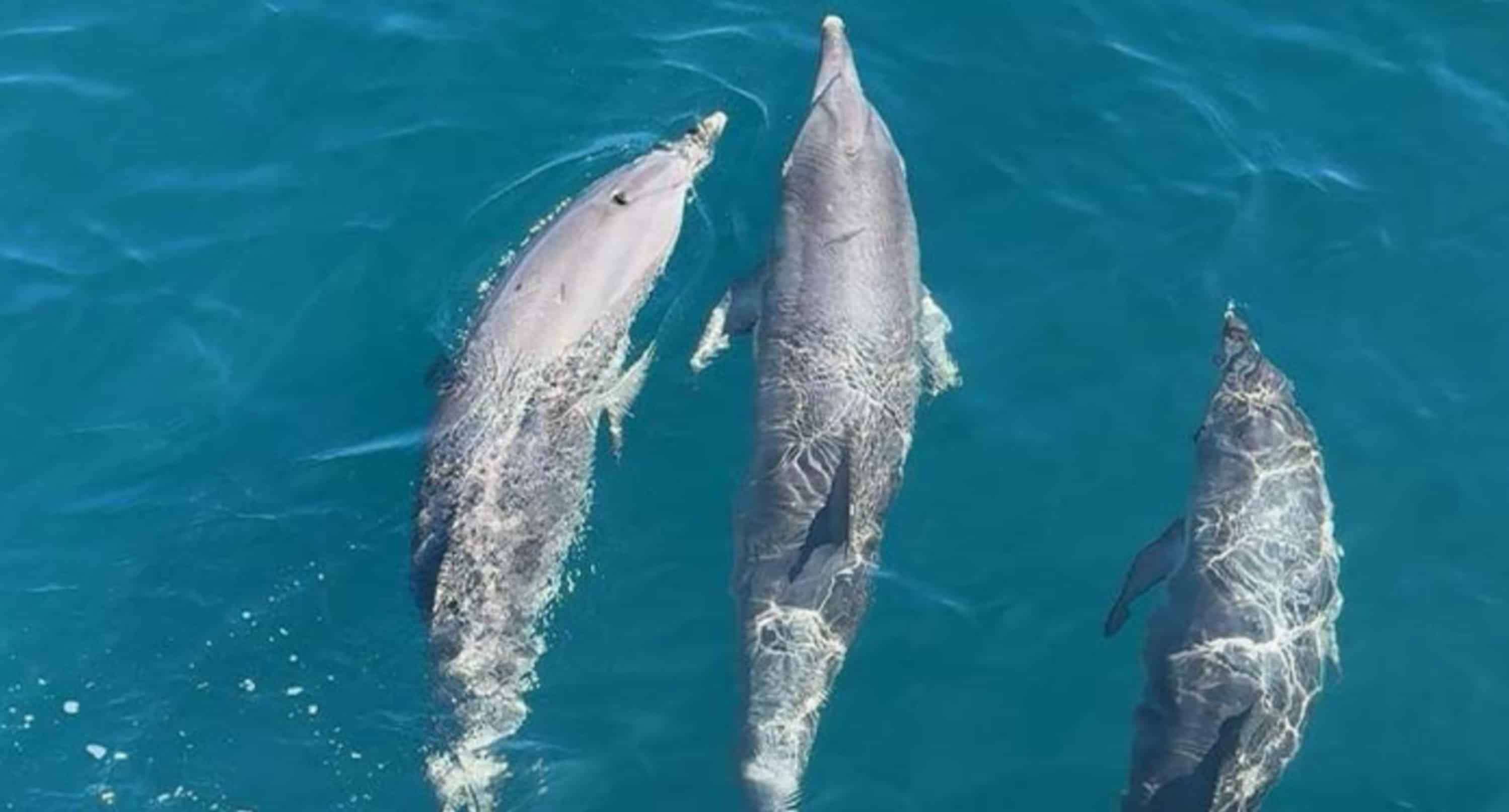 Myrtle-Beach-Island-And-Dolphin-Cruise