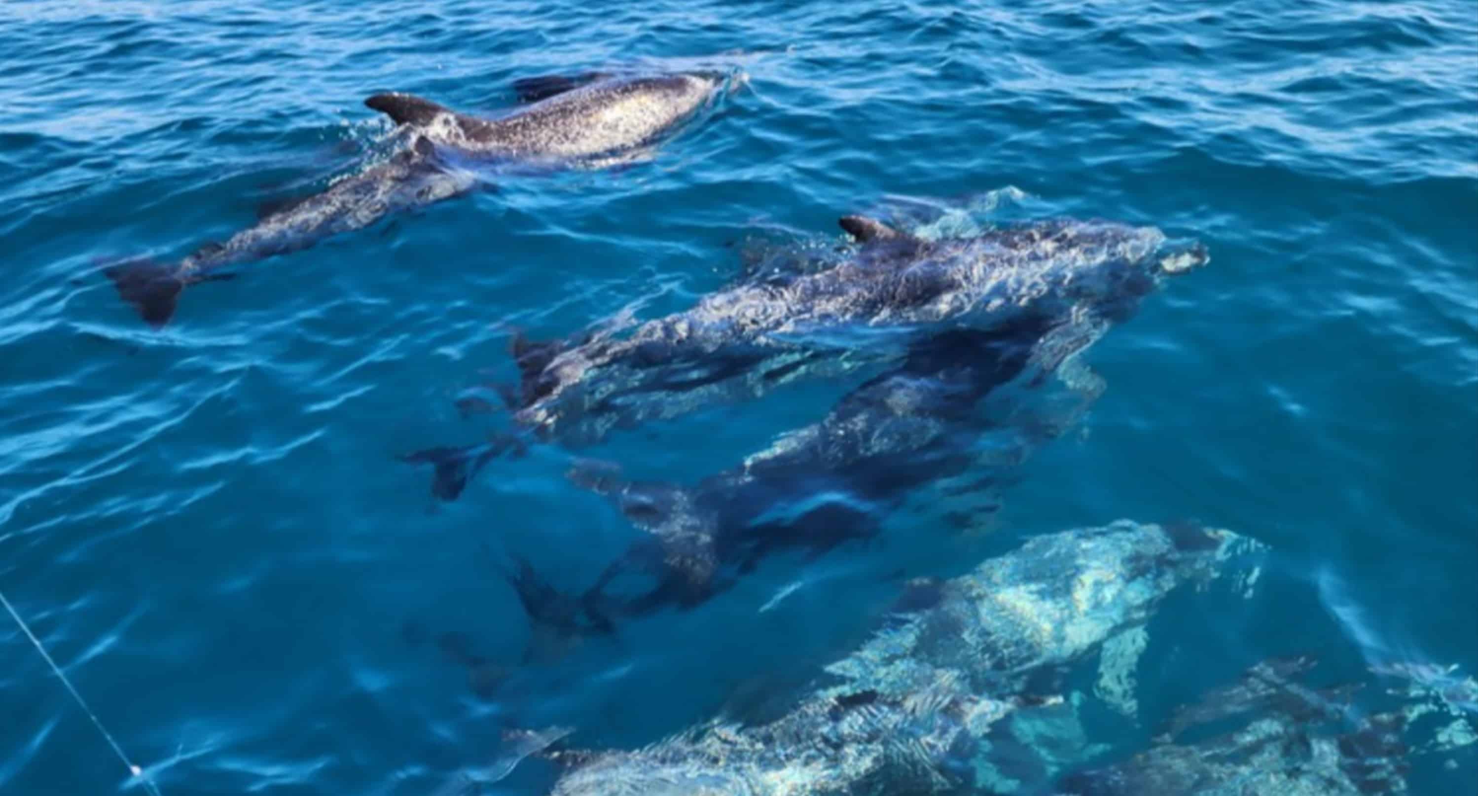 Myrtle-Beach-Island-And-Dolphin-Catamaran-Cruise