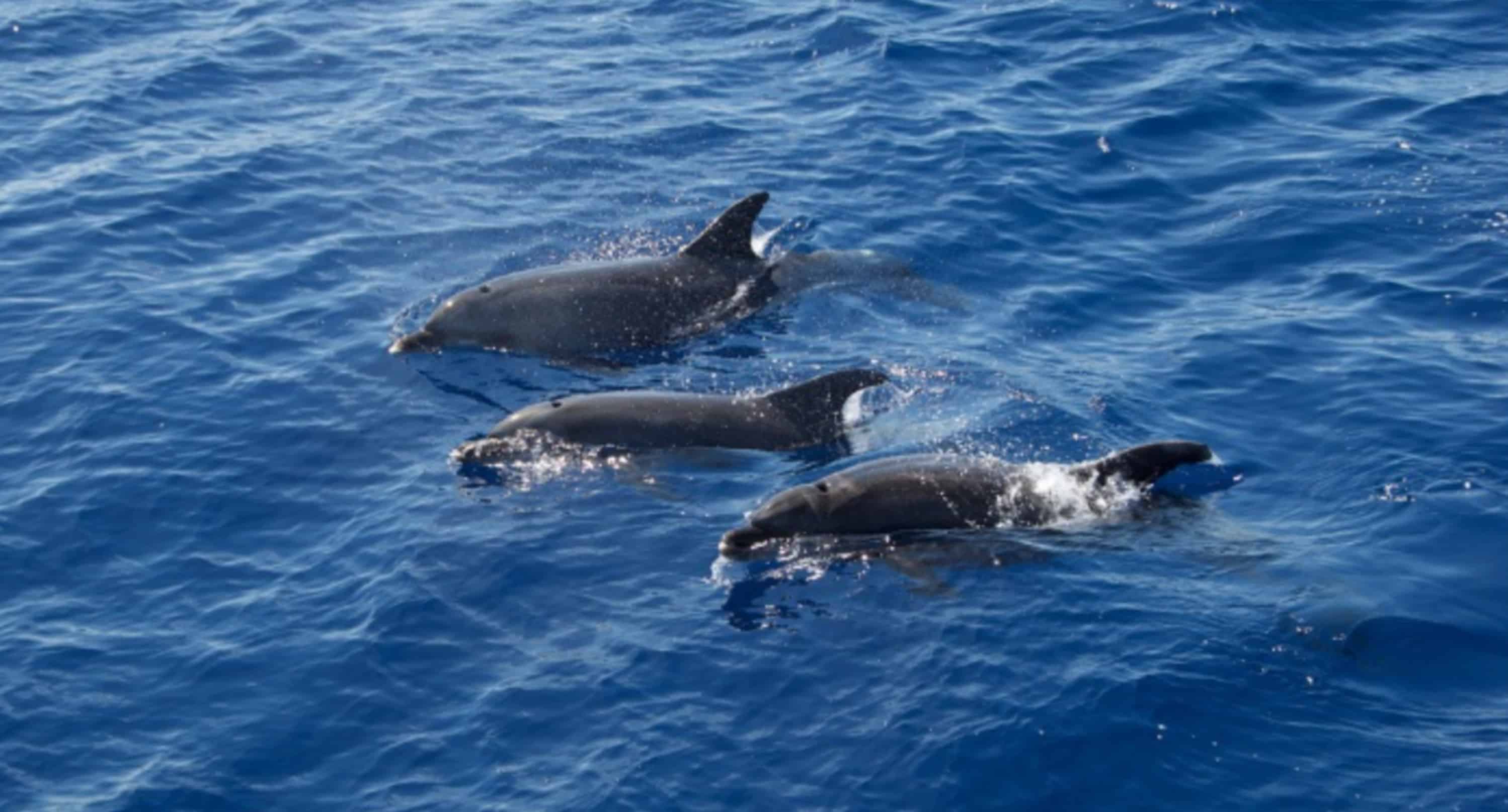 Myrtle-Beach-Island-And-Dolphin-Cruise