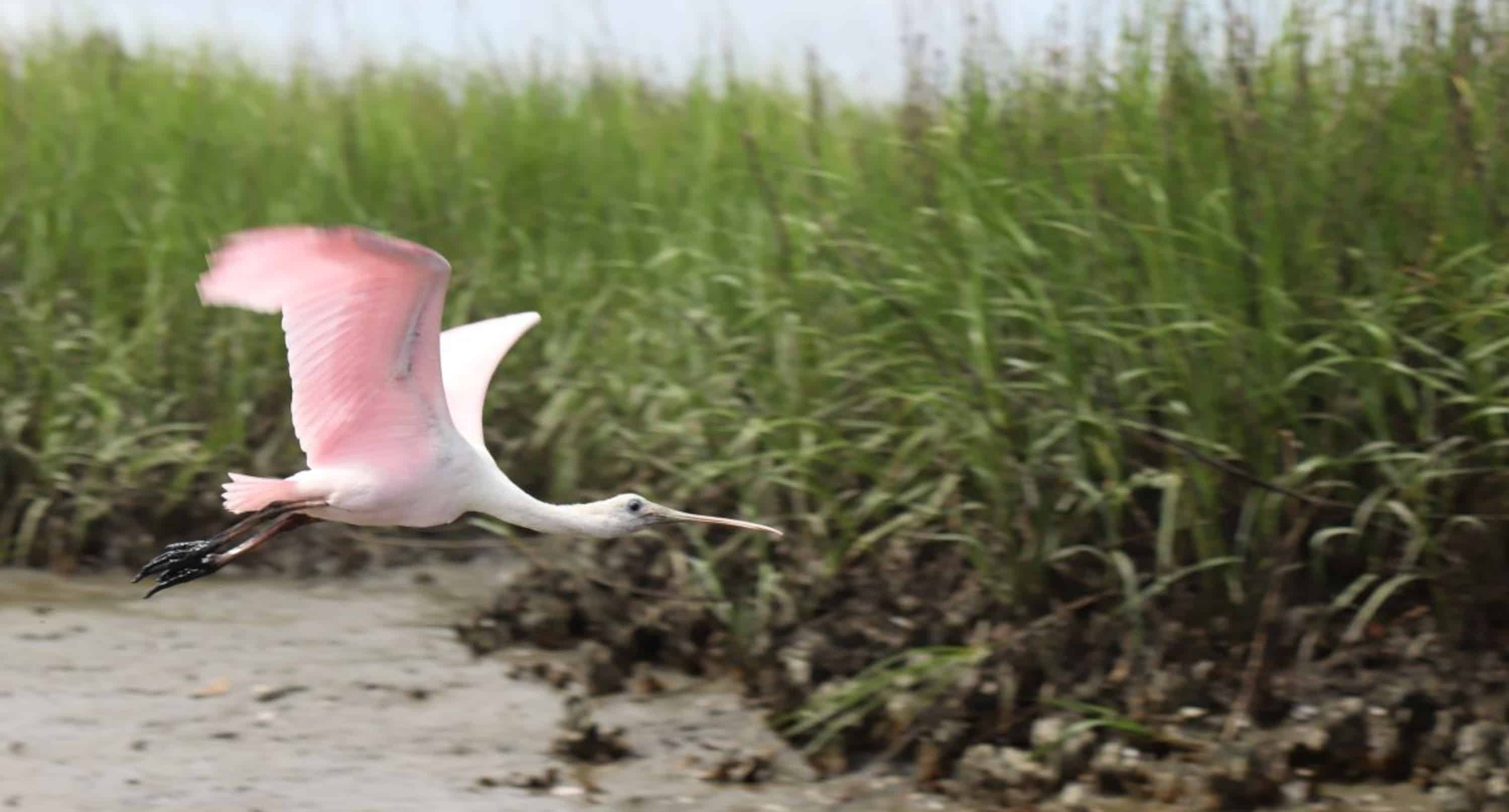 Hilton-Head-Crabbing-Adventure
