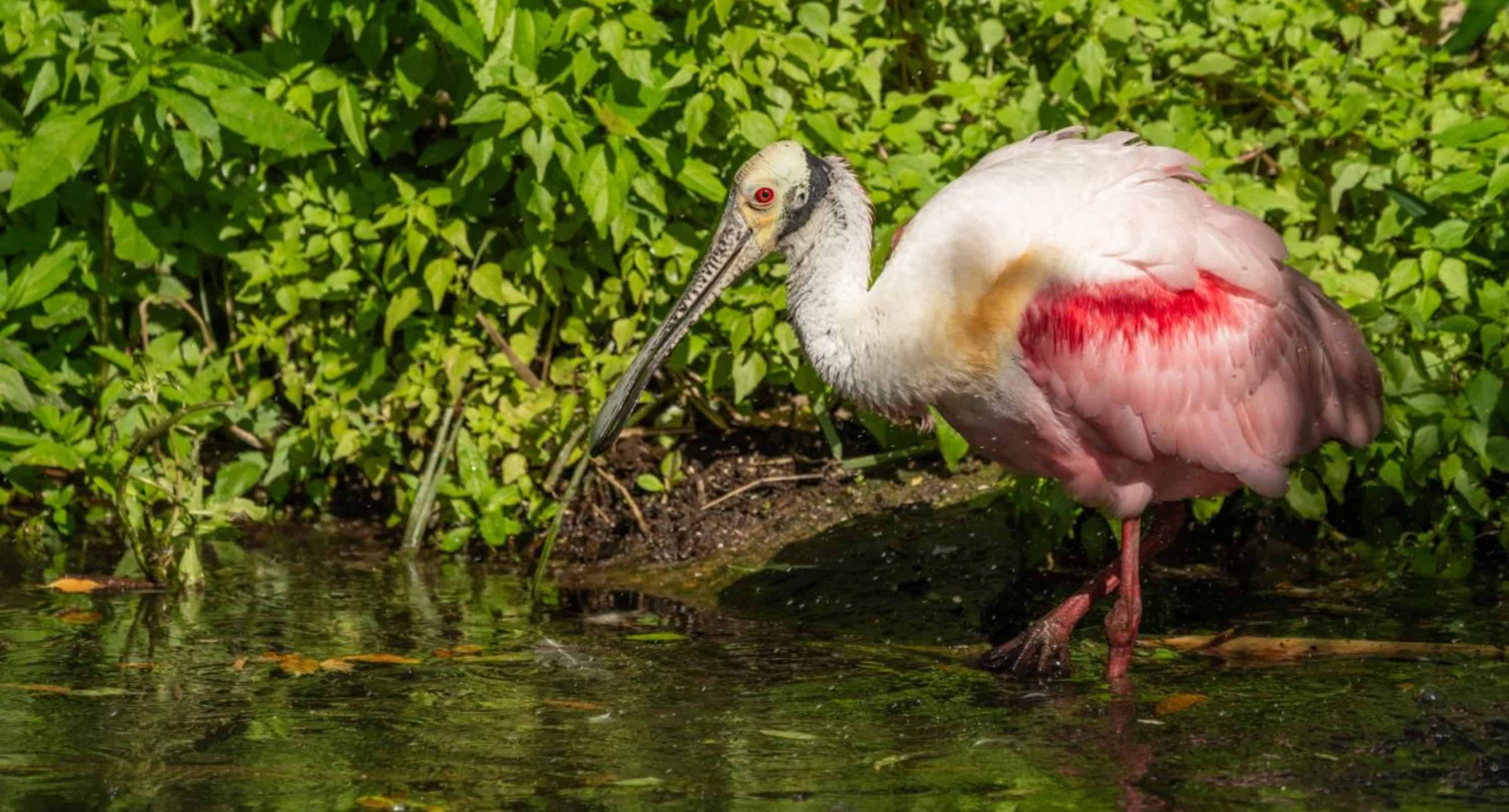 St-Augustine-Wildlife-Adventure-Boat-Cruise-and-Kayak-Tour