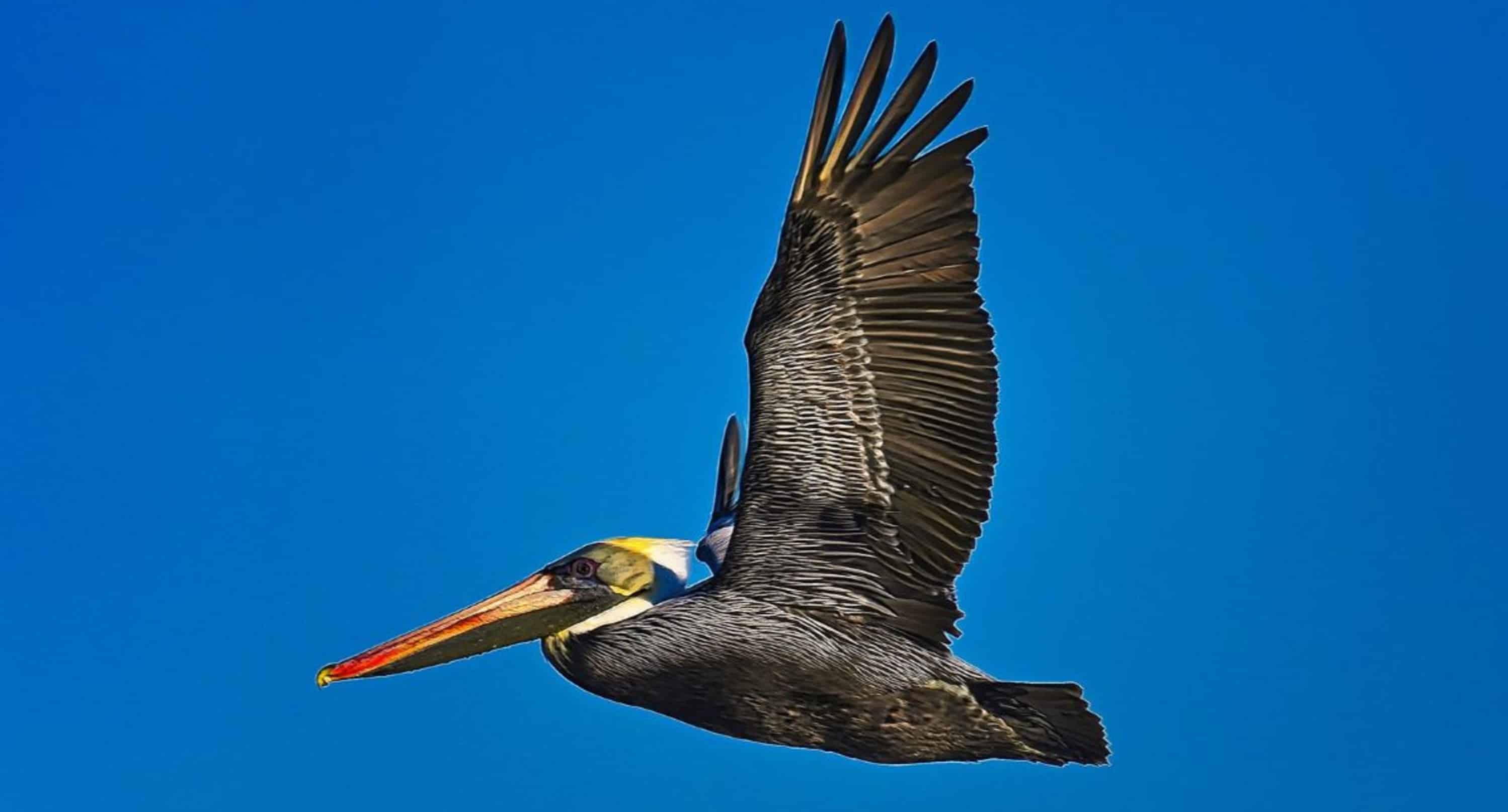 St-Augustine-Wildlife-Adventure-Boat-Cruise-and-Kayak-Tour