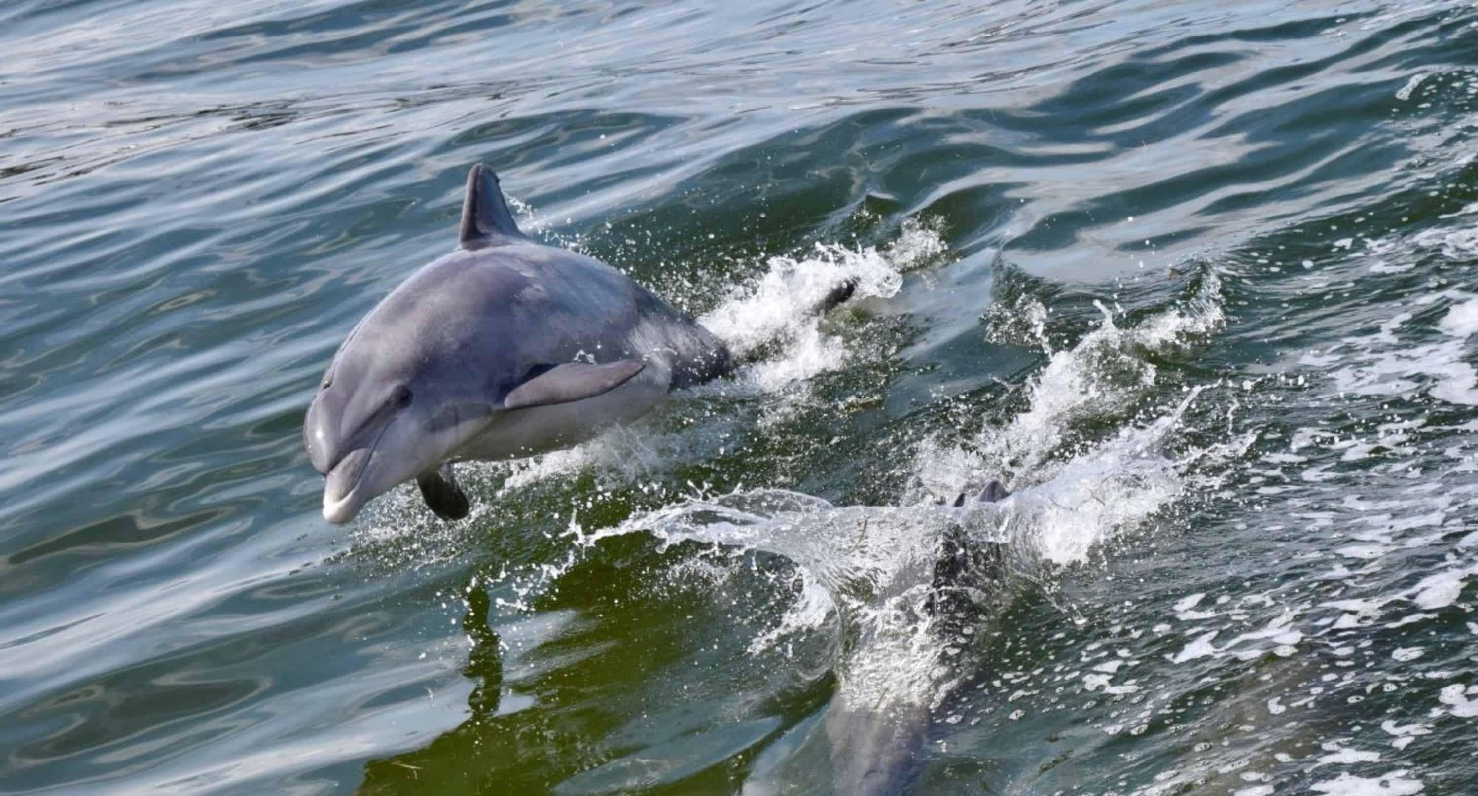 St-Augustine-Wildlife-Adventure-Boat-Cruise-and-Kayak-Tour