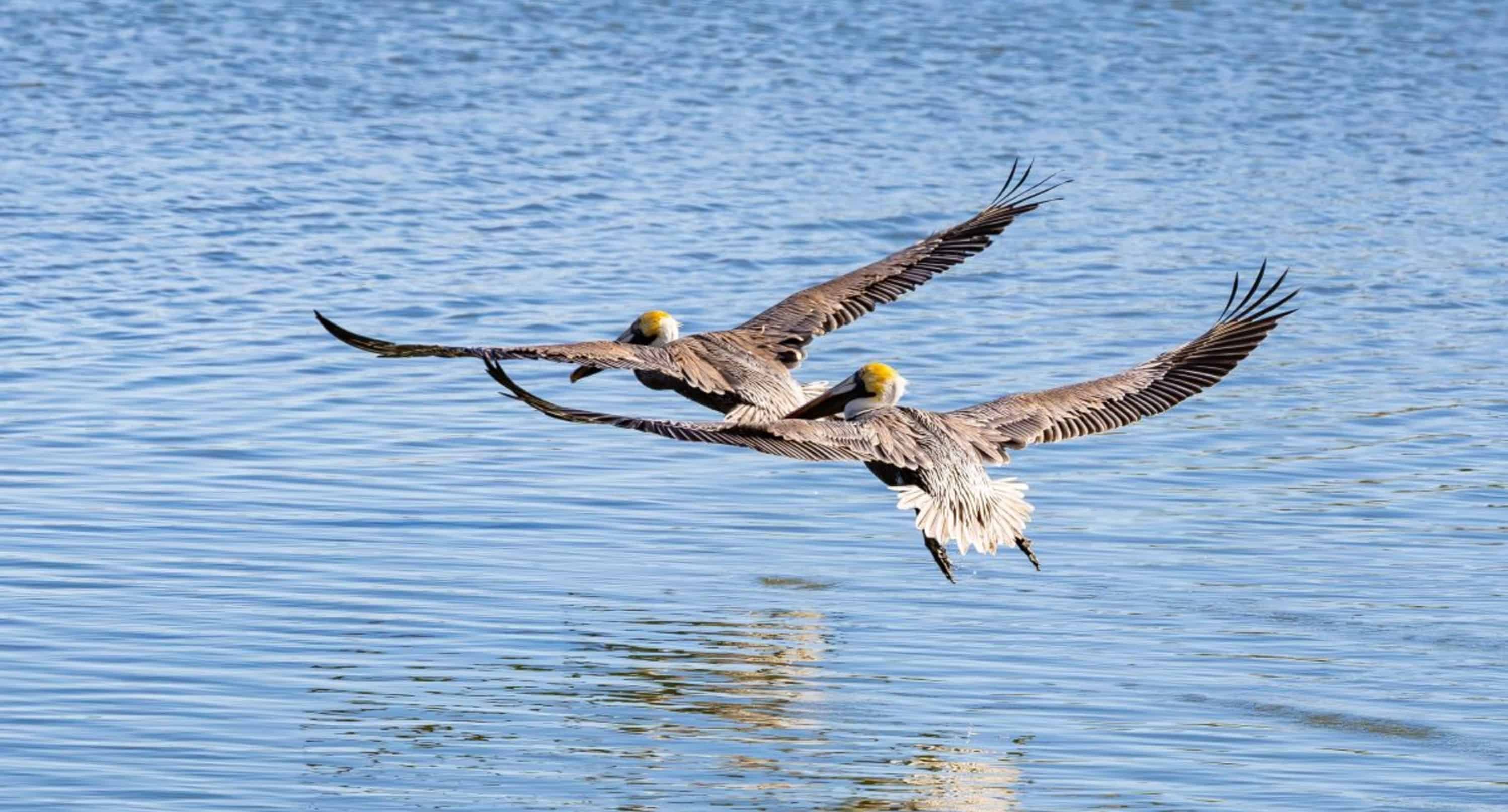 St-Augustine-Wildlife-Adventure-Boat-Cruise-and-Kayak-Tour