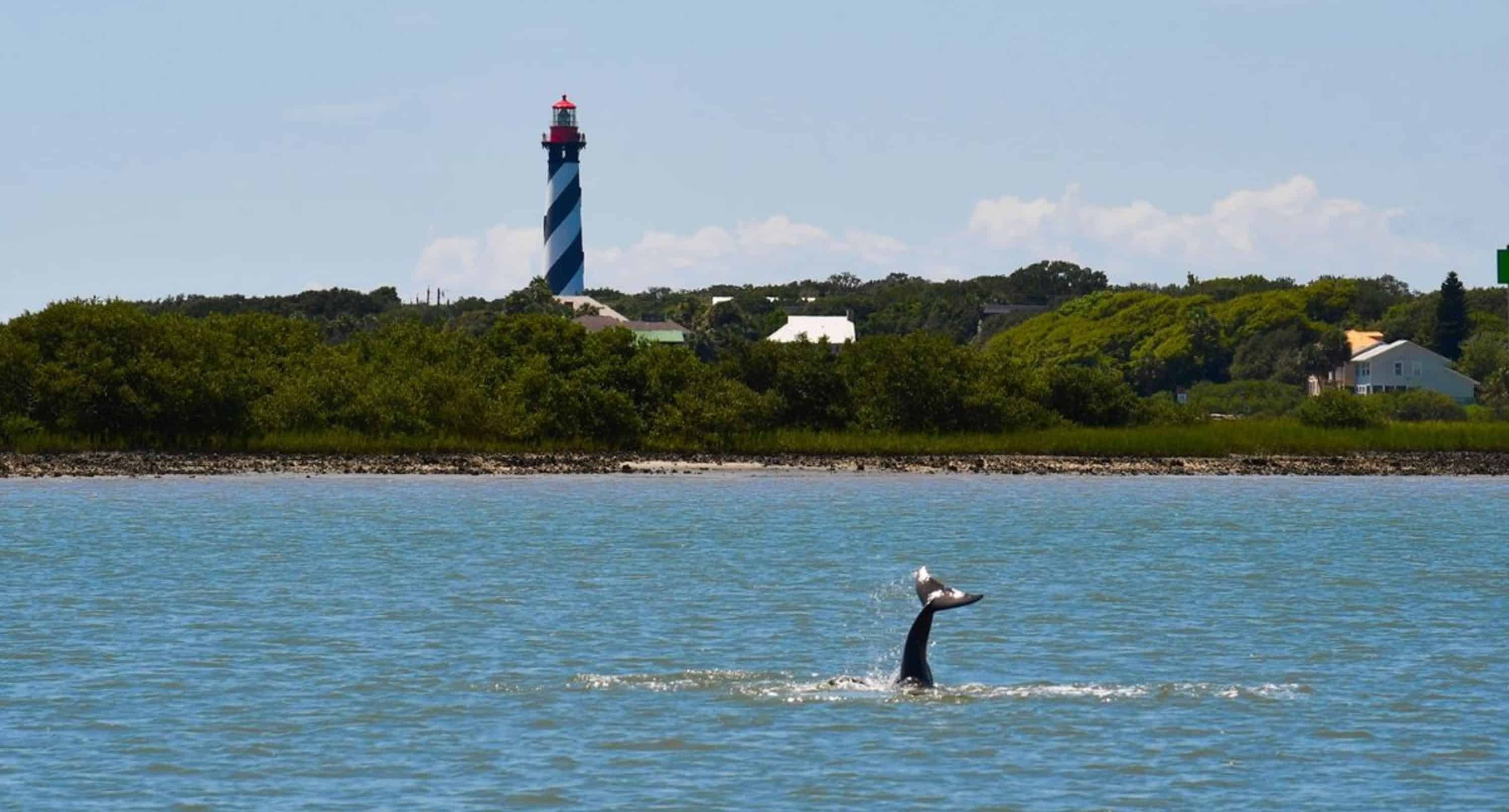St-Augustine-Wildlife-Adventure-Boat-Cruise-and-Kayak-Tour