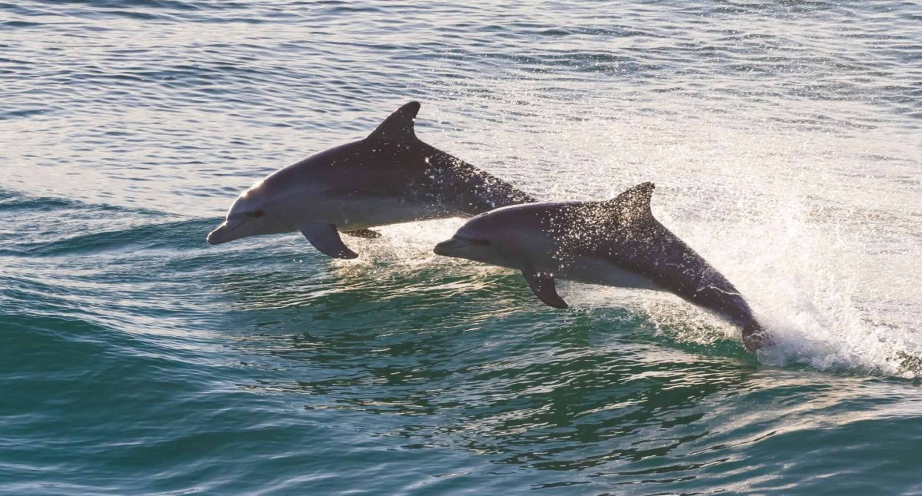 St-Augustine-Wildlife-Adventure-Boat-Cruise-and-Kayak-Tour