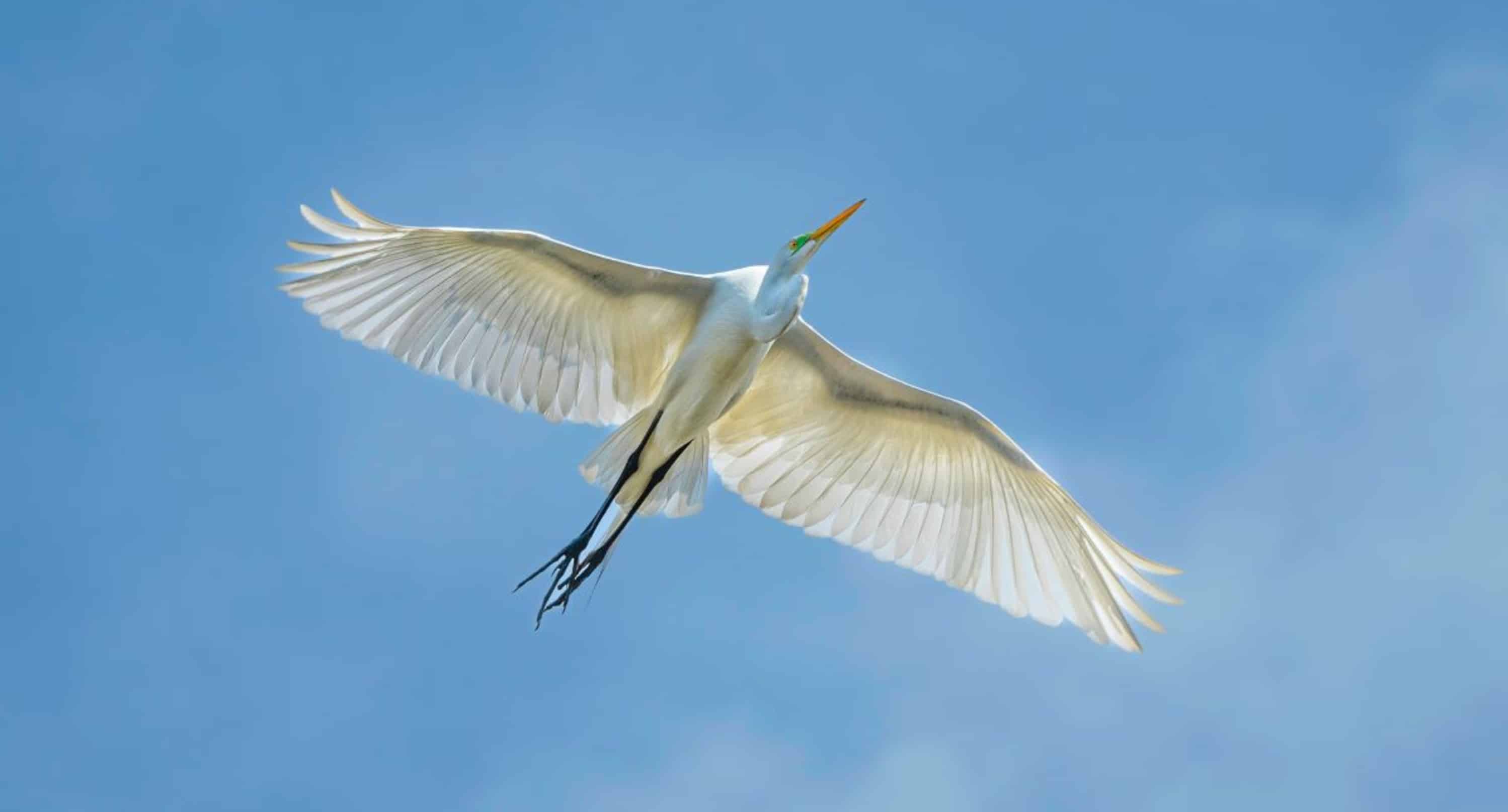St-Augustine-Wildlife-Adventure-Boat-Cruise-and-Kayak-Tour