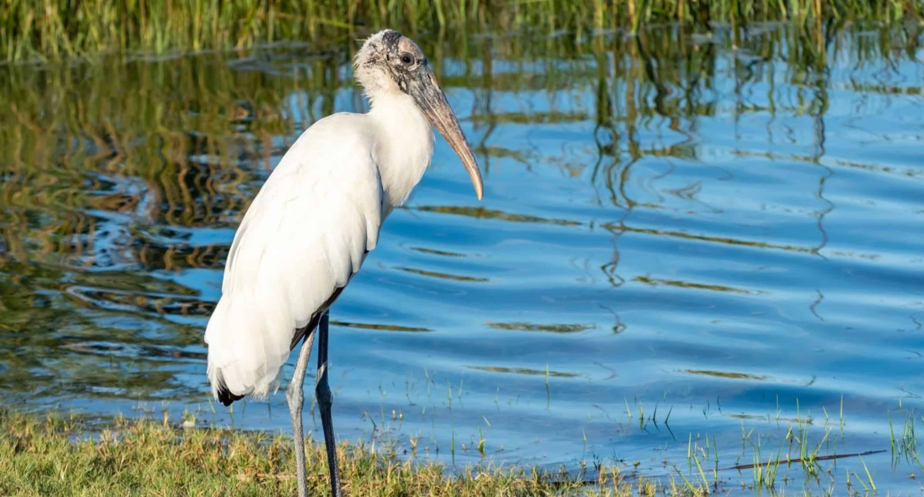 St-Augustine-Wildlife-Adventure-Boat-Cruise-and-Kayak-Tour