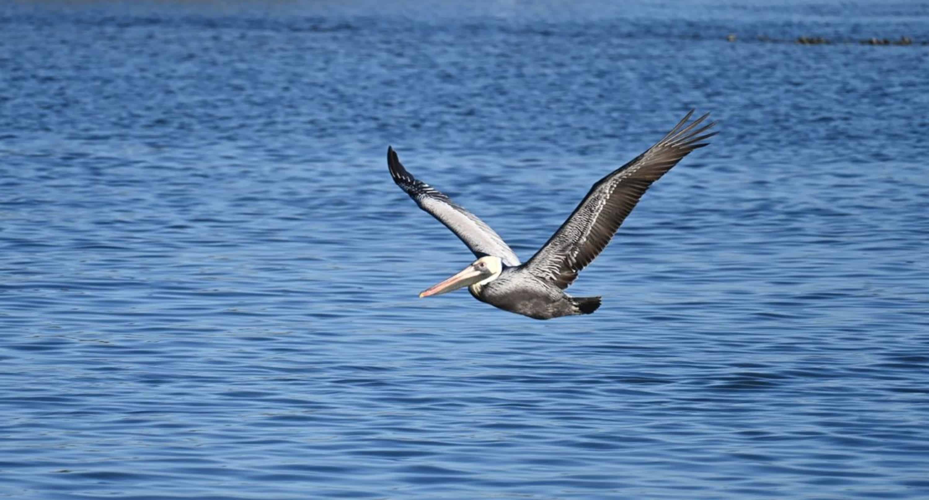 St-Augustine-Wildlife-Adventure-Boat-Cruise-and-Kayak-Tour