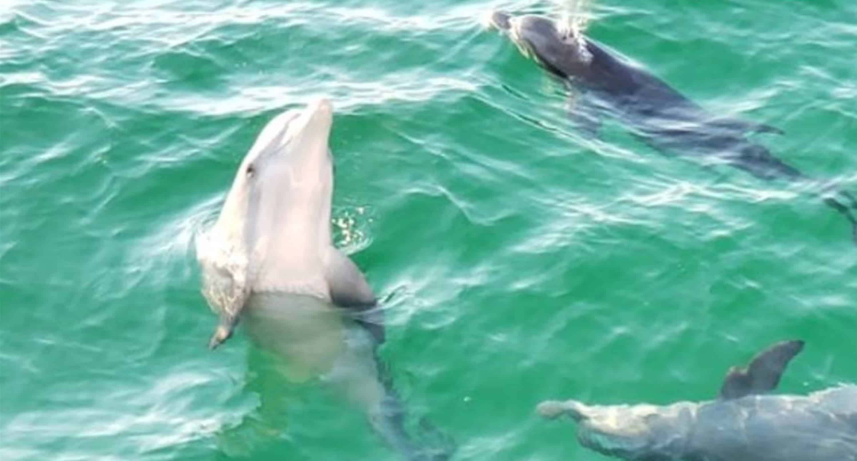 Panama-City-Beach-Morning-Dolphin-Encounter-Cruise-Aboard-The-Captain-Anderson-III