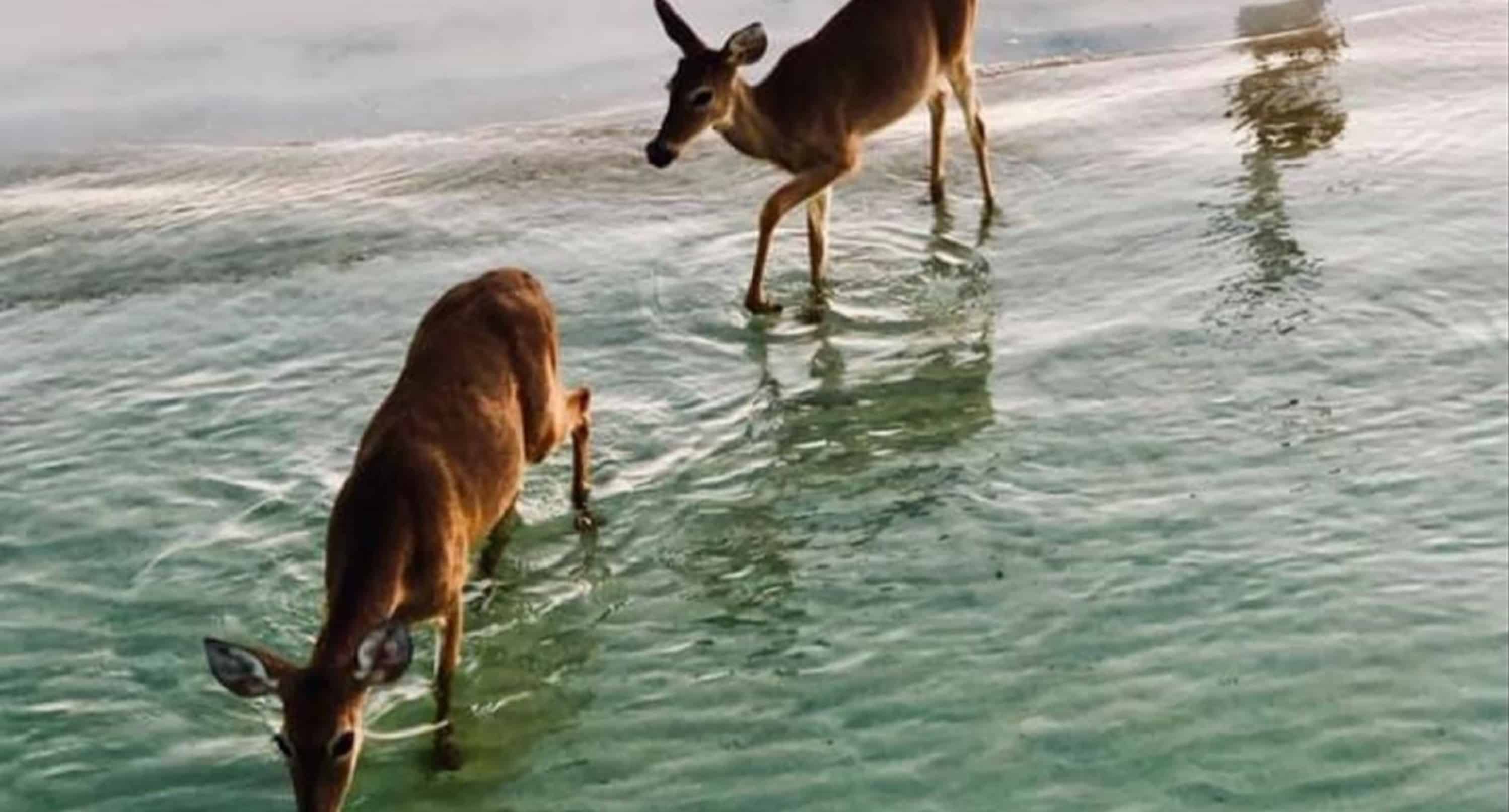 Panama-City-Beach-Early-Bird-Shell-Island-Cruise-With-Dolphin-Encounter