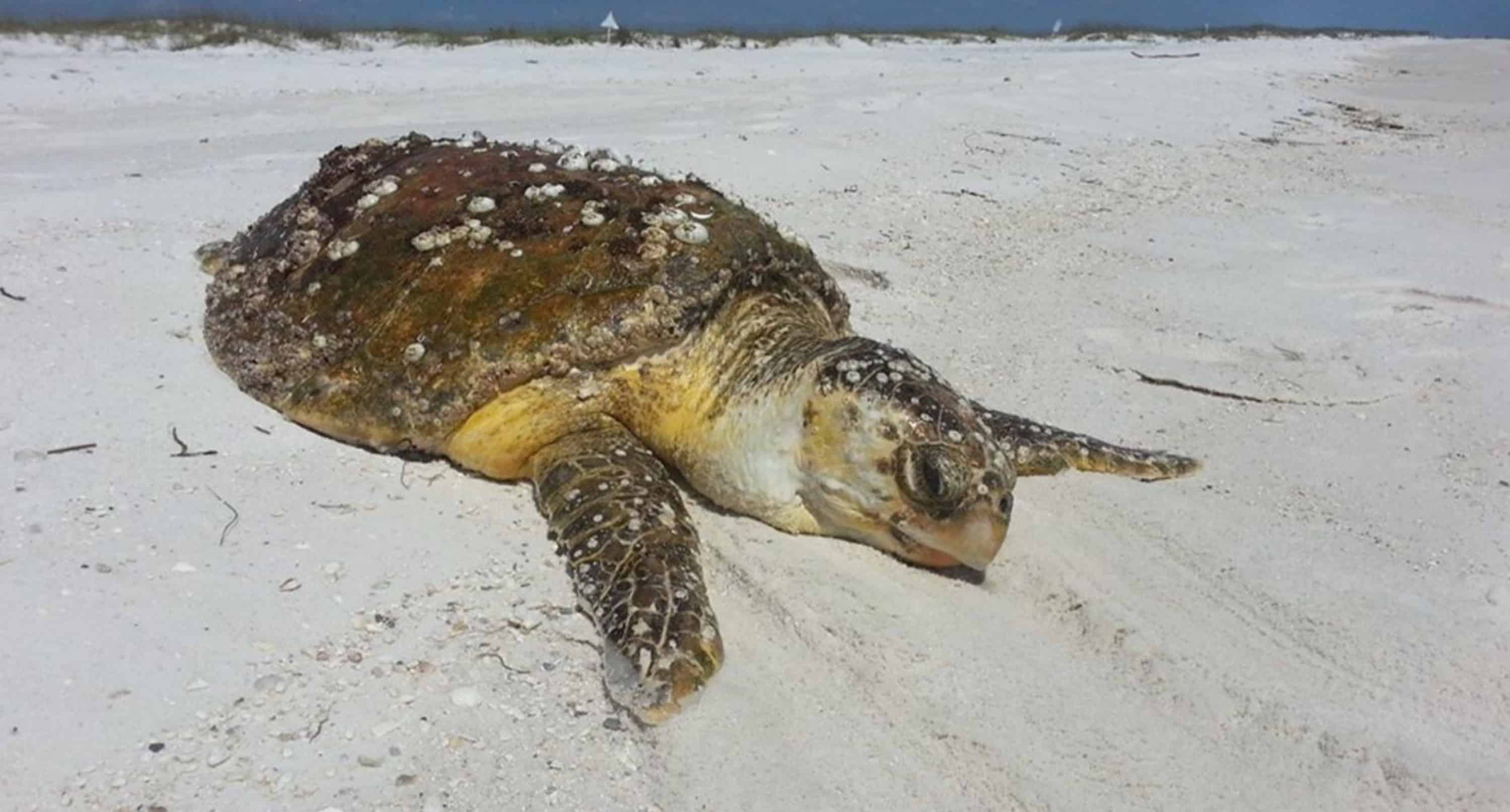 Panama-City-Beach-Early-Bird-Shell-Island-Cruise-With-Dolphin-Encounter