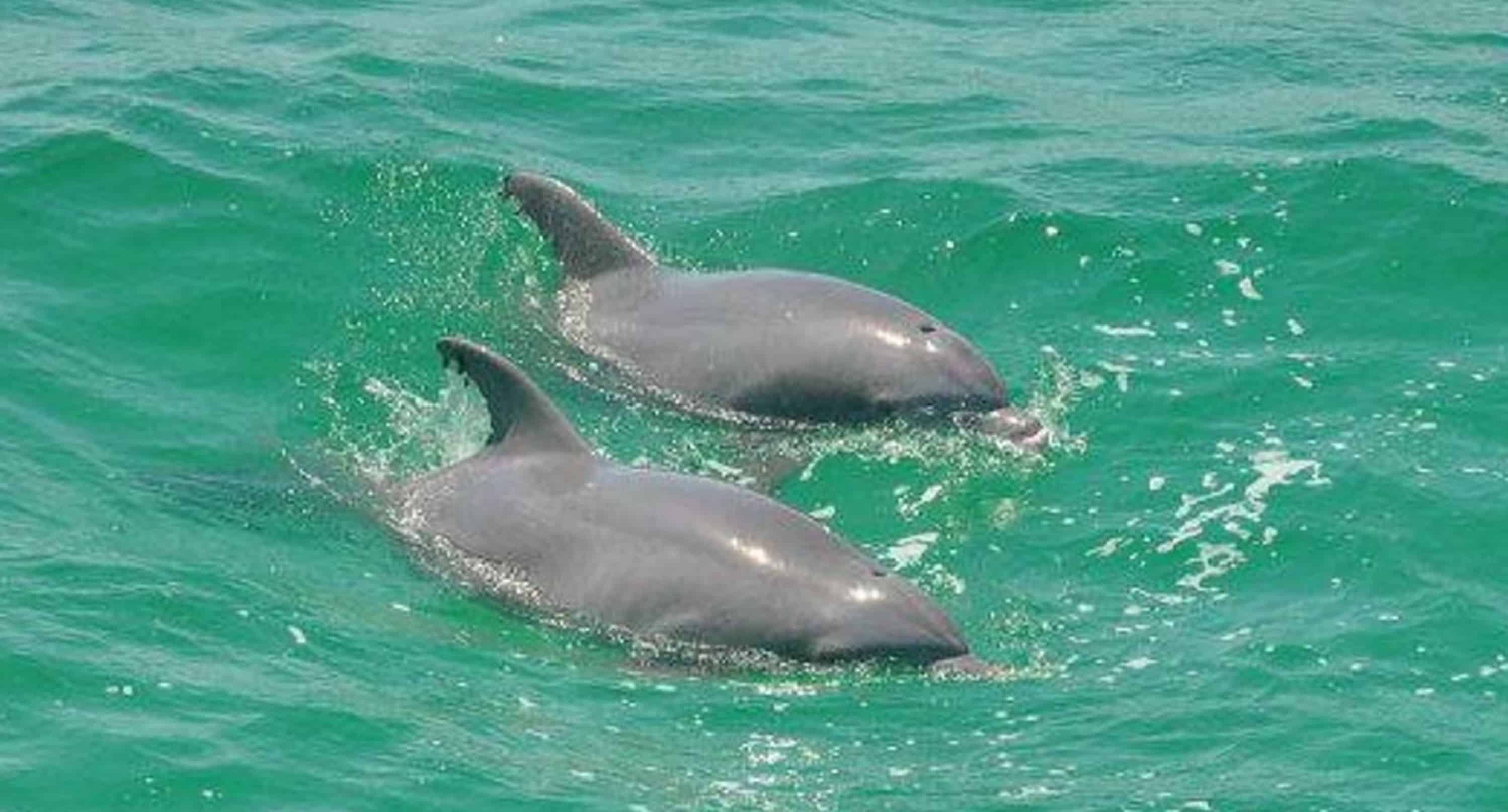 Panama-City-Beach-Early-Bird-Shell-Island-Cruise-With-Dolphin-Encounter