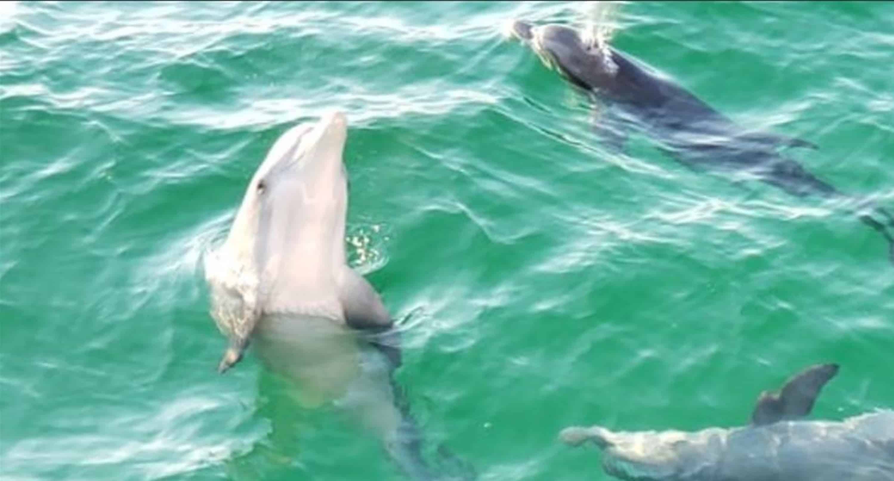 Panama-City-Beach-Early-Bird-Shell-Island-Cruise-With-Dolphin-Encounter