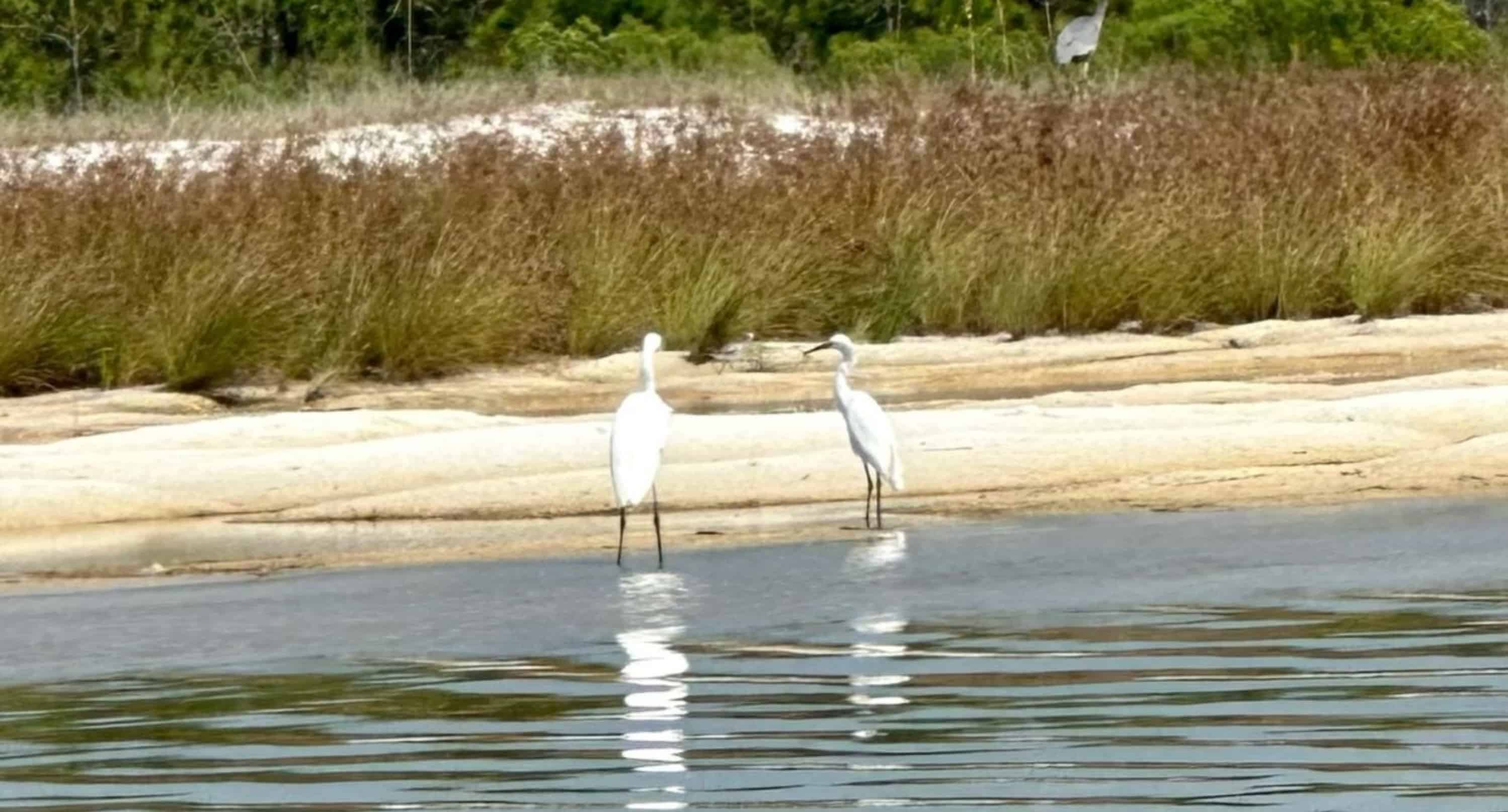 Panama-City-Beach-Lake-Powell-Stand-Up-Paddleboard-Eco-Tour