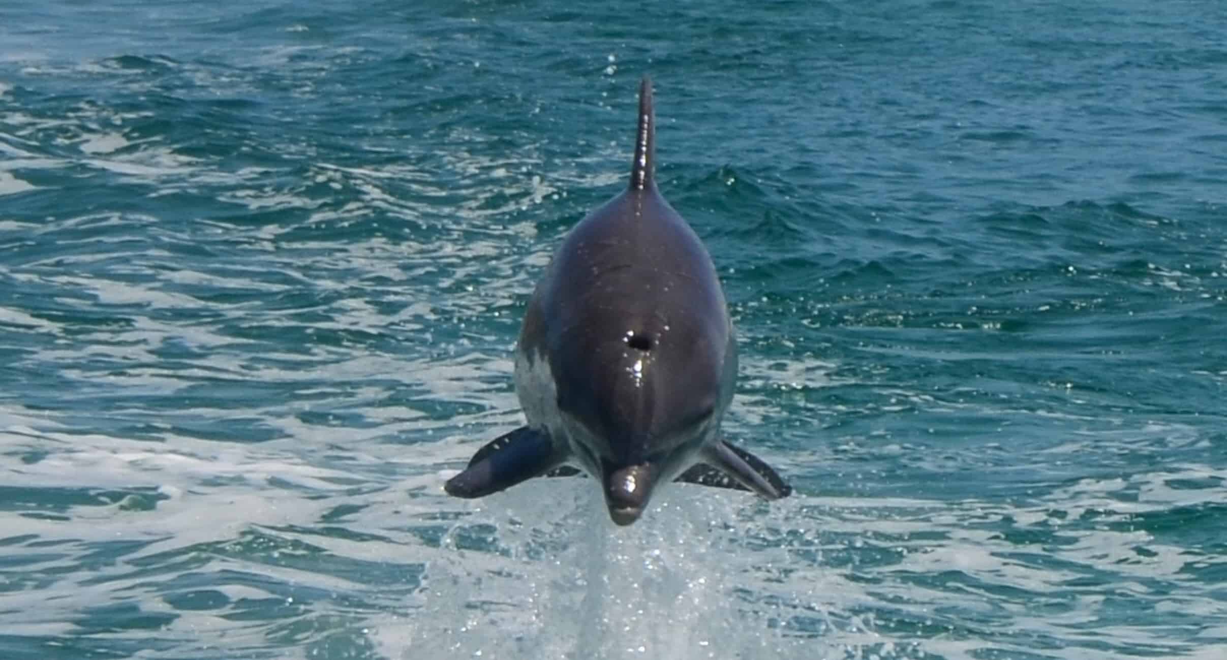 Destin-Private-Dolphin-Boat-Cruise