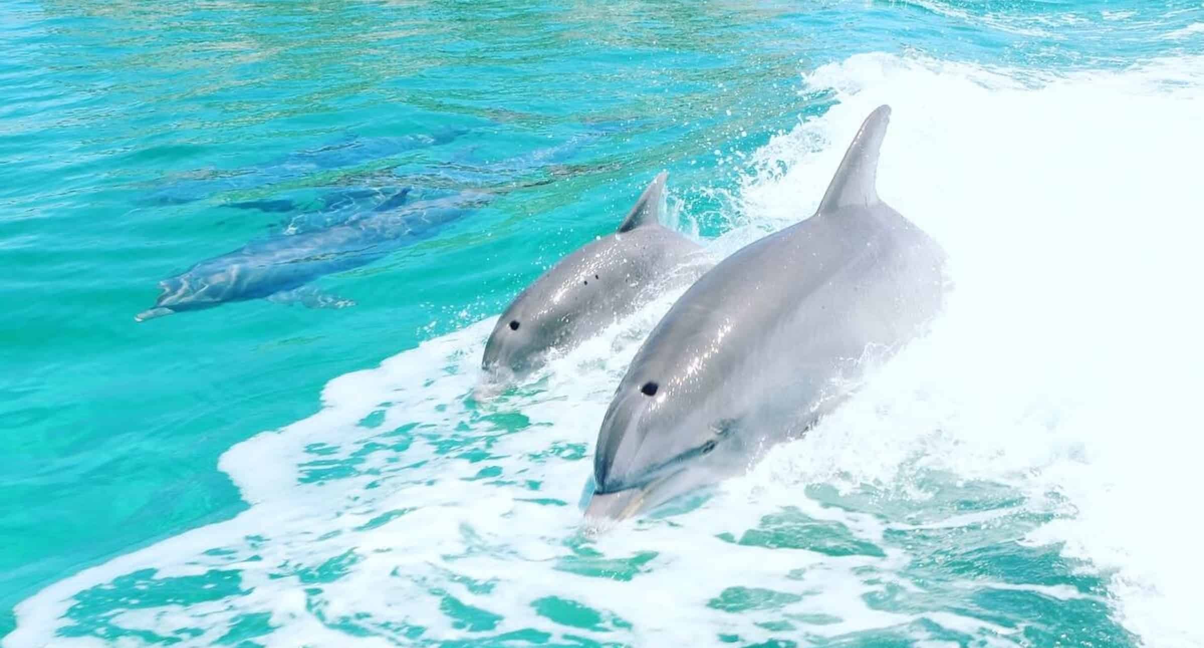 Destin-Private-Dolphin-Boat-Cruise