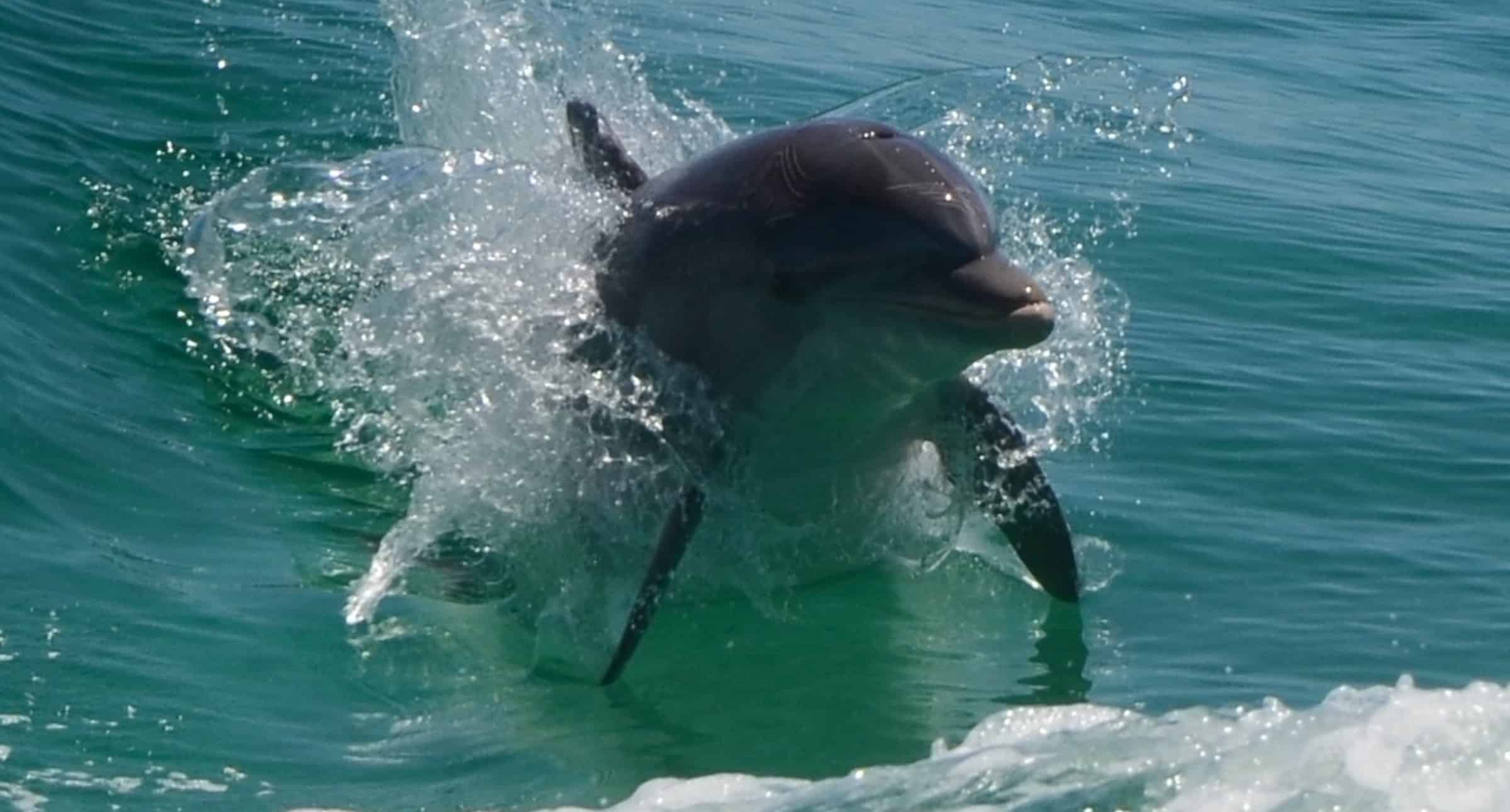 Destin-Private-Dolphin-Boat-Cruise