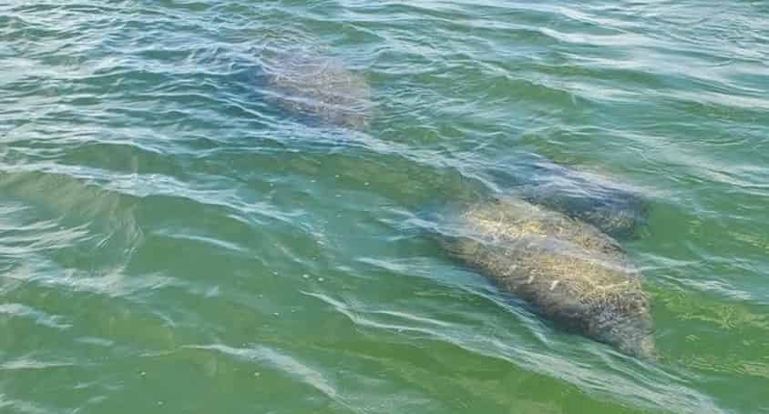 Fort-Myers-Beach-Daytime-Tiki-Boat-Cruise