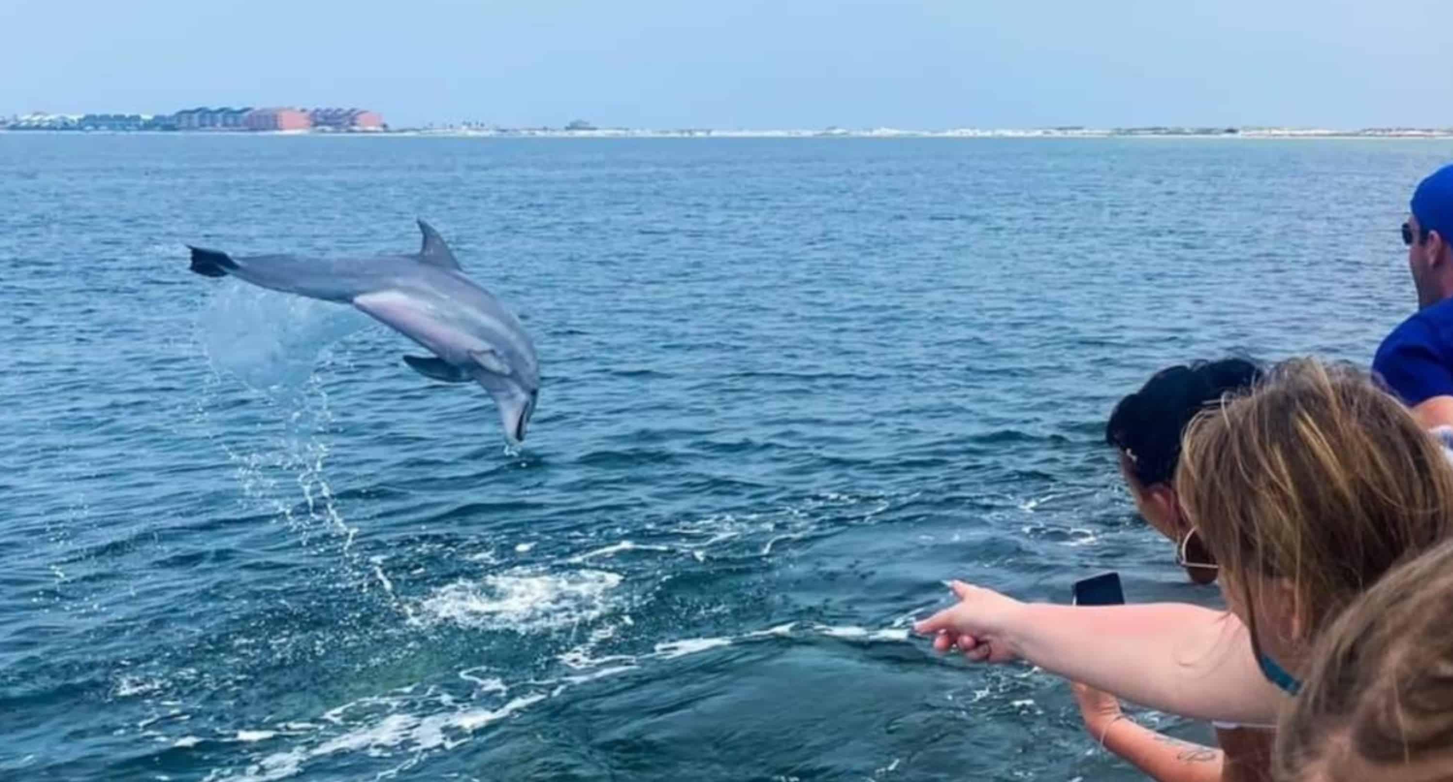 Pensacola-Beach-Dolphin-Cruise-Aboard-The-Island-Queen