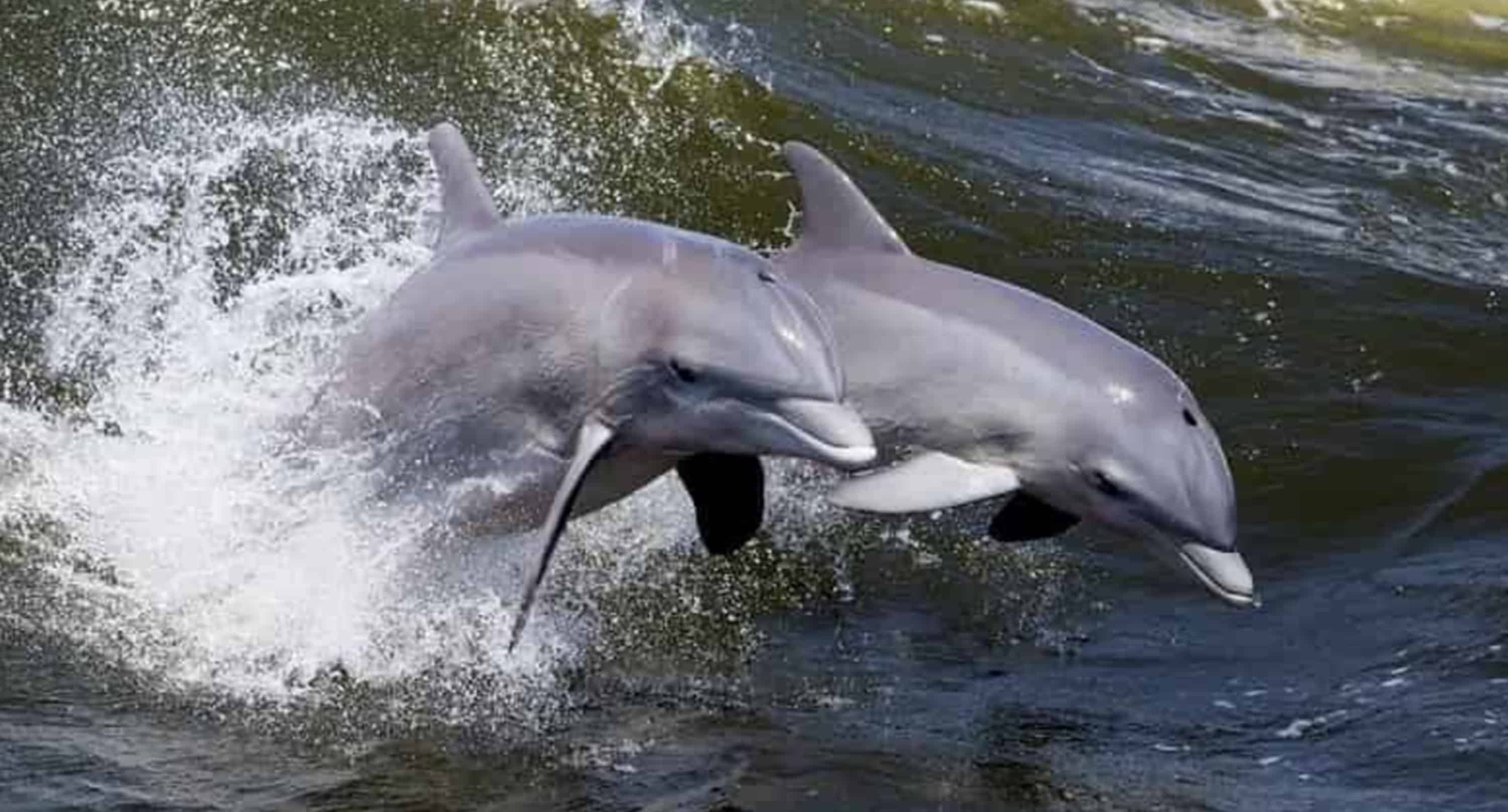 Pensacola-Beach-Dolphin-Cruise-Aboard-The-Island-Queen