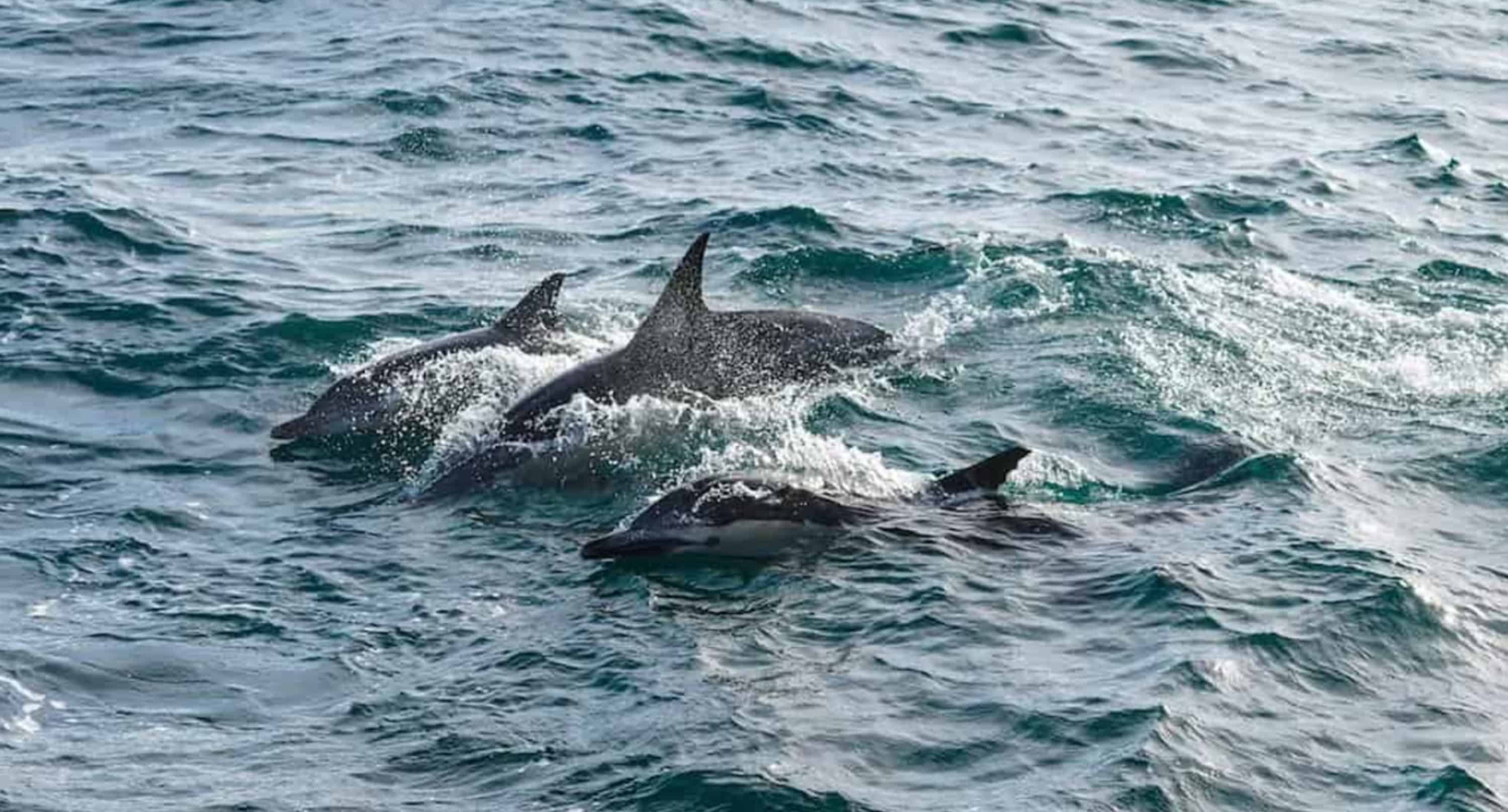 Pensacola-Beach-Dolphin-Cruise-Aboard-The-Island-Queen