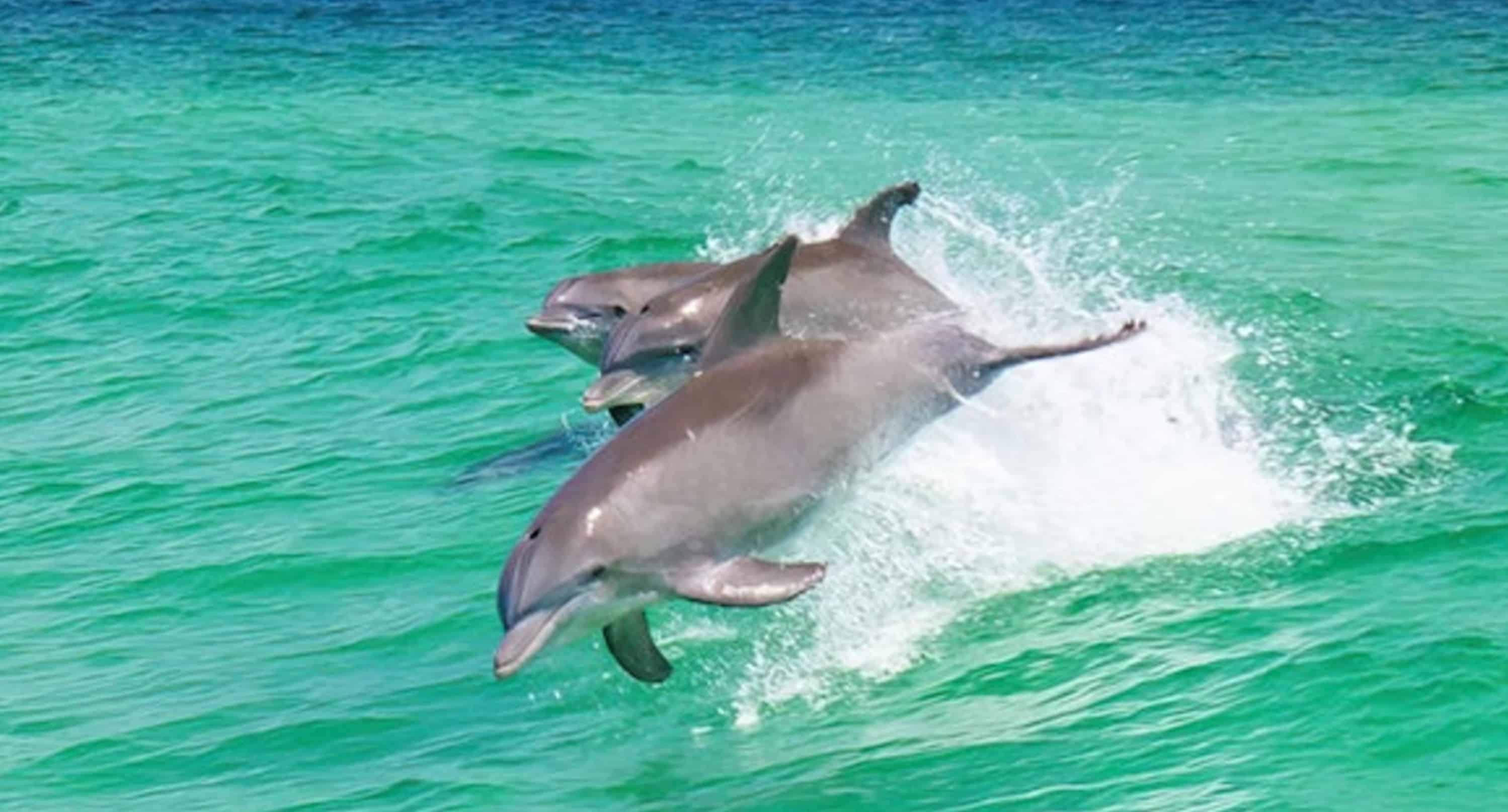Pensacola-Beach-Dolphin-Cruise-Aboard-The-Island-Queen