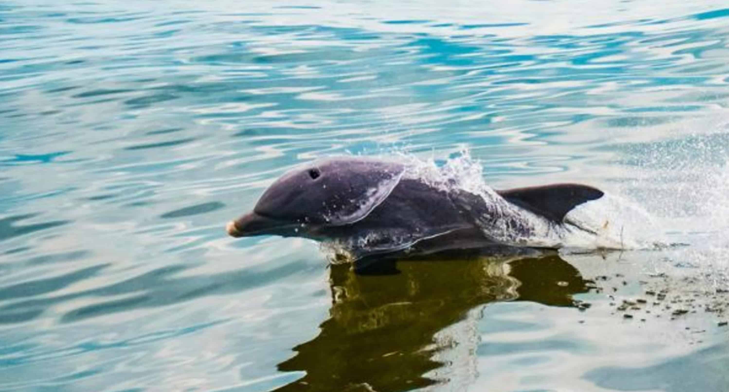 Pensacola-Beach-Dolphin-Cruise-Aboard-The-Island-Queen