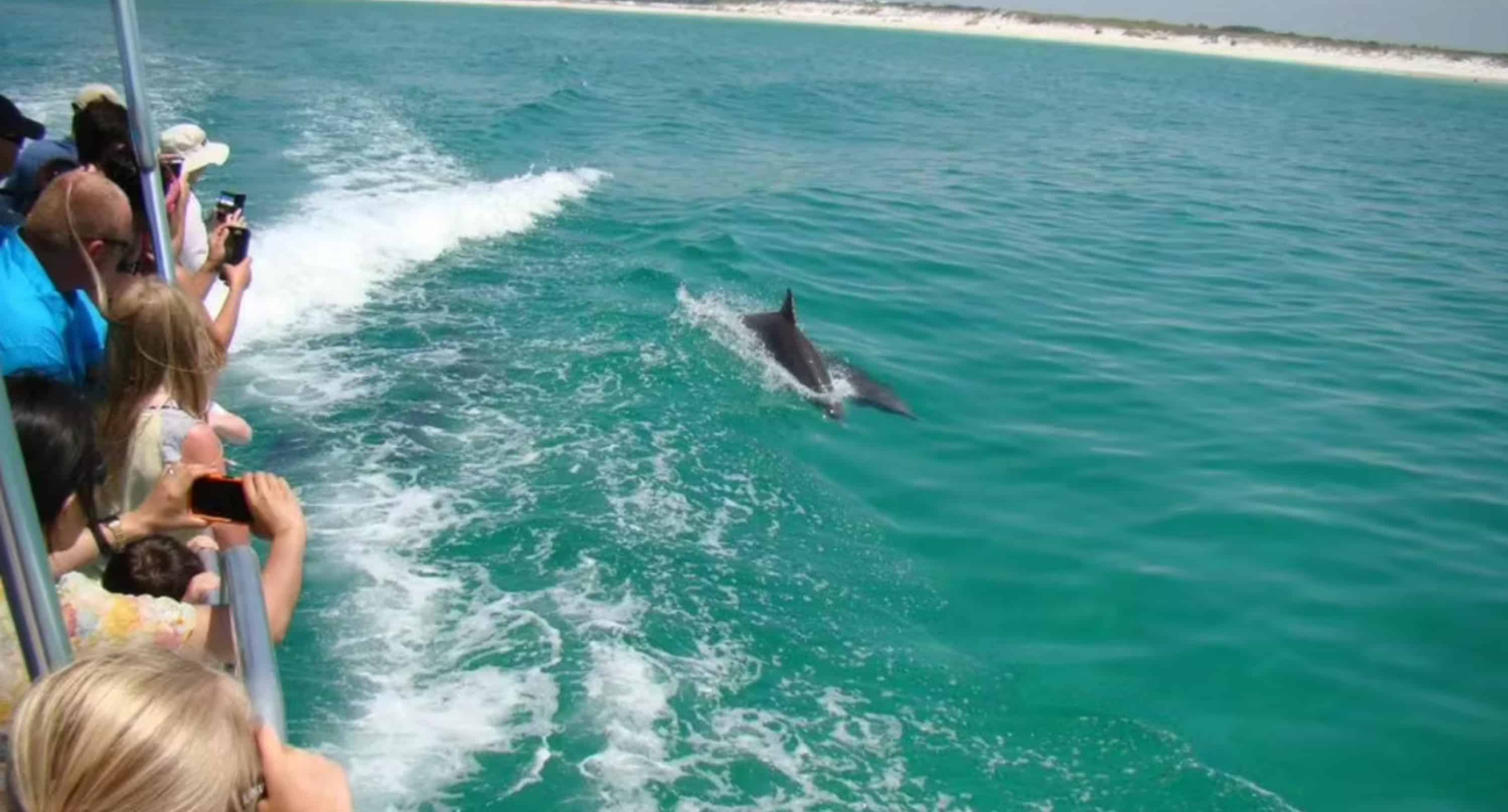 Pensacola-Beach-Dolphin-Cruise-Aboard-The-Island-Queen