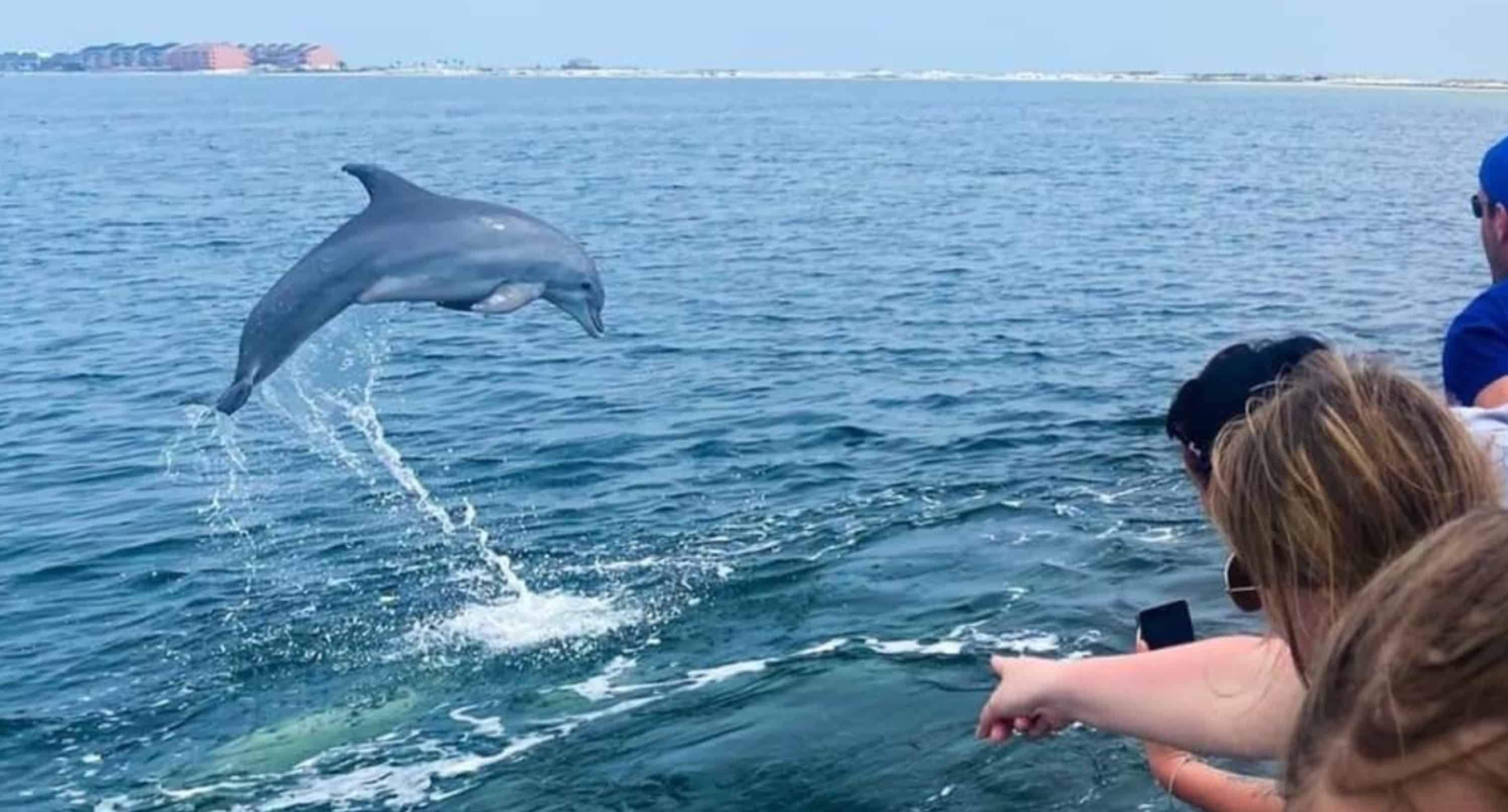 Pensacola-Beach-Dolphin-Cruise-Aboard-The-Island-Queen