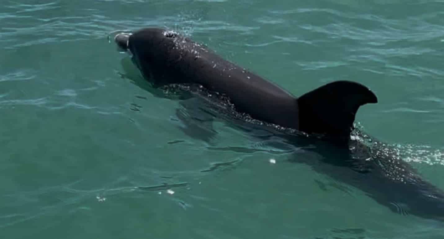 Islamorada-Private-Snorkeling-and-Sandbar-Experience