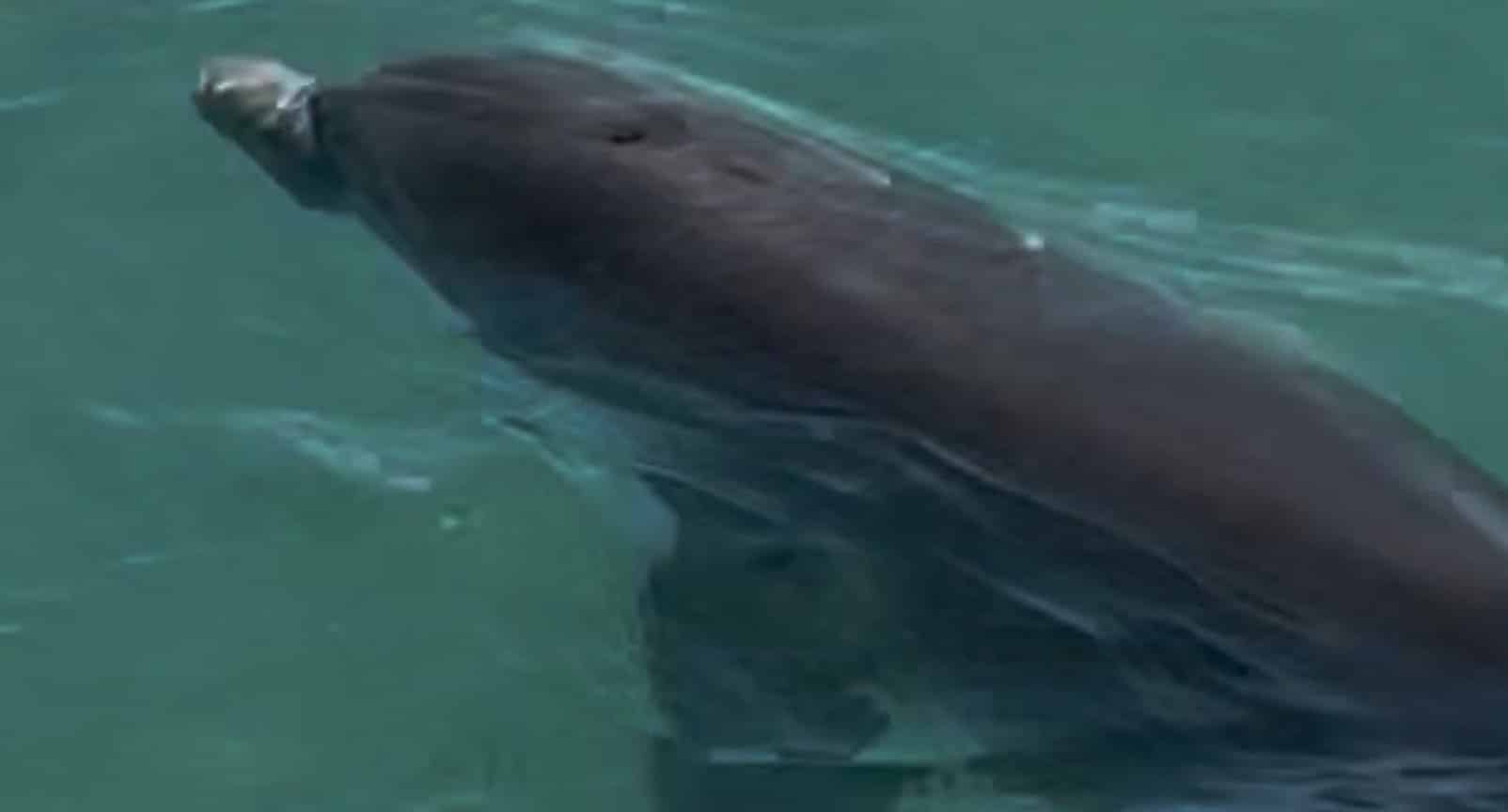 Islamorada-Private-Snorkeling-and-Sandbar-Experience