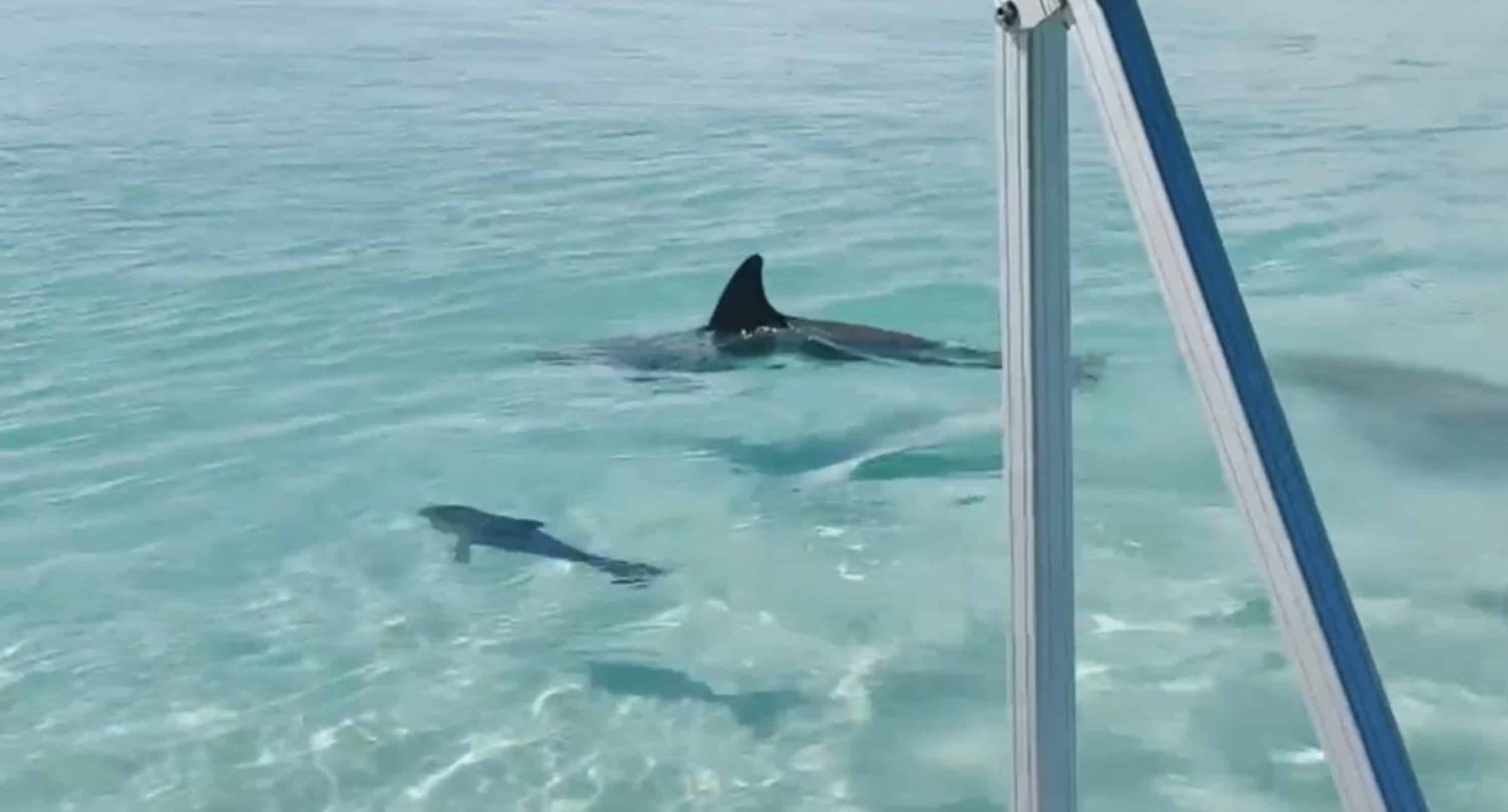 Destin-Harbor-Scenic-Bay-Cruise-on-the-Hopper