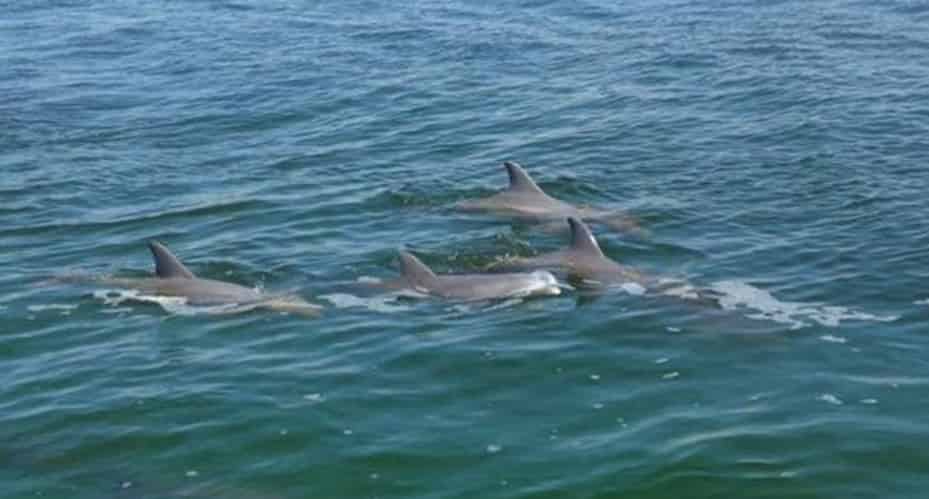 Destin-Dolphin-Cruise-Aboard-Sea-Blaster