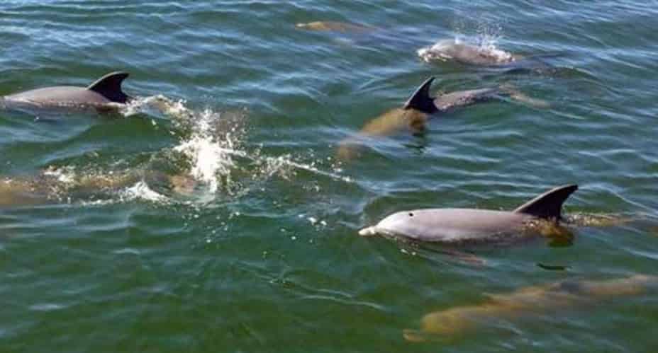 Destin-Dolphin-Cruise-Aboard-Sea-Blaster