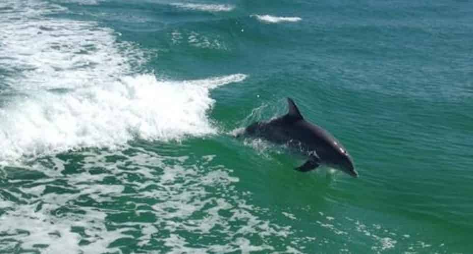Destin-Dolphin-Cruise-Aboard-Sea-Blaster