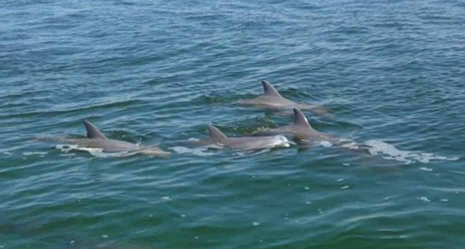 Destin-Snorkel-and-Dolphin-Excursion-Aboard-Sea-Blaster