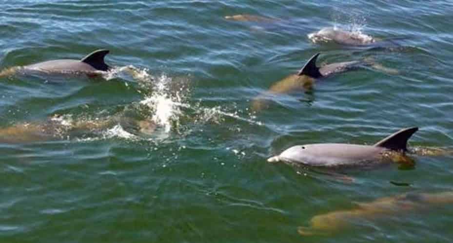 Destin-Snorkel-and-Dolphin-Excursion-Aboard-Sea-Blaster