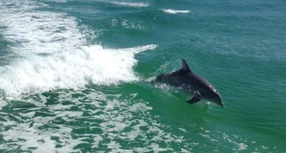 Destin-Snorkel-and-Dolphin-Excursion-Aboard-Sea-Blaster