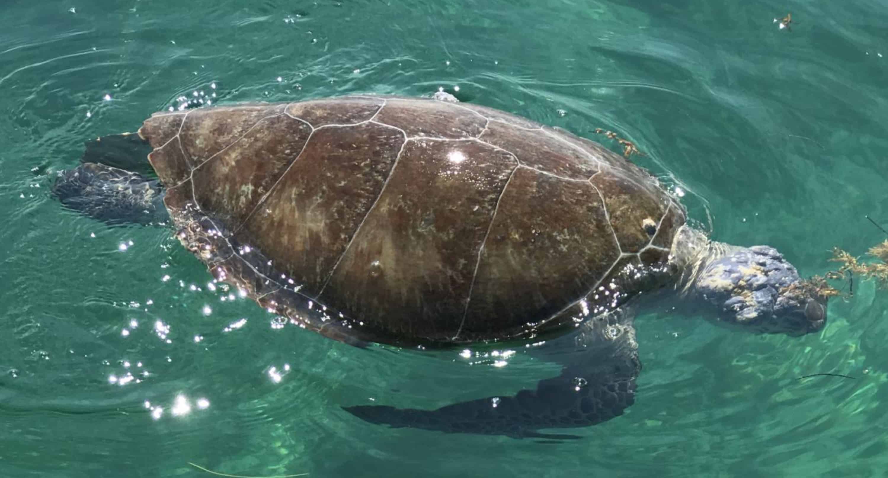 Destin-Top-Shelf-Dolphin-Tiki-Cruise