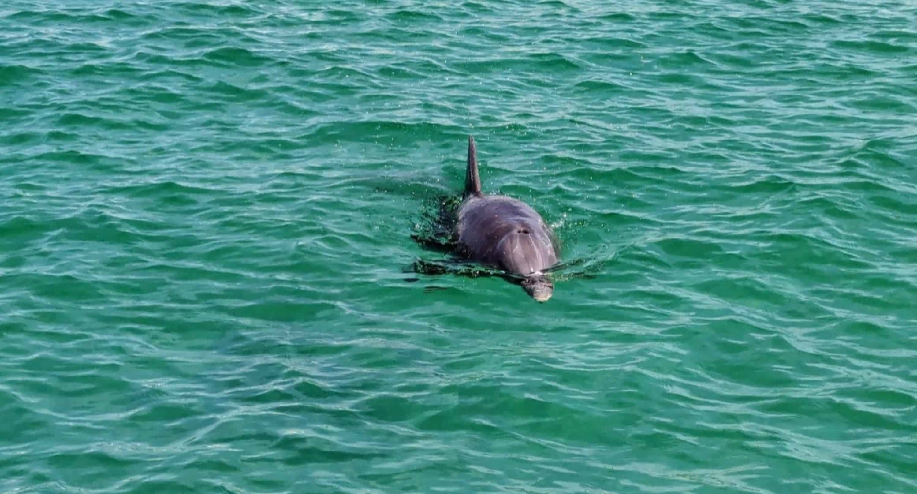 Destin-Top-Shelf-Dolphin-Tiki-Cruise
