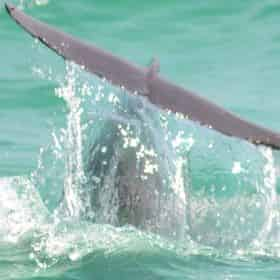 Dolphin Cruise Aboard the Original Sea Blaster - TripShock!