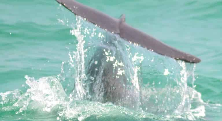 Destin Dolphin Cruise Aboard The Original Sea Blaster - TripShock!