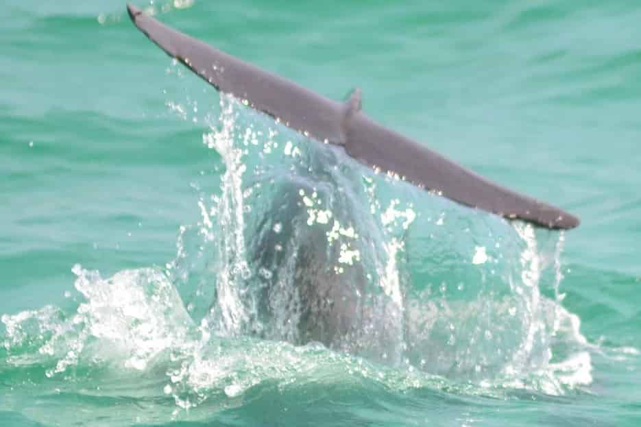 Dolphin-Cruise-Aboard-the-Original-Sea-Blaster