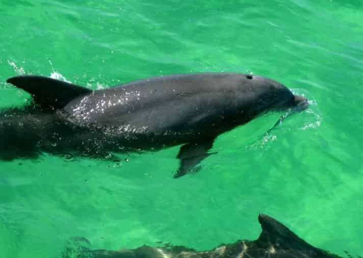 Snorkel-and-Dolphin-Excursion-on-Destin-s-Original-Sea-Blaster