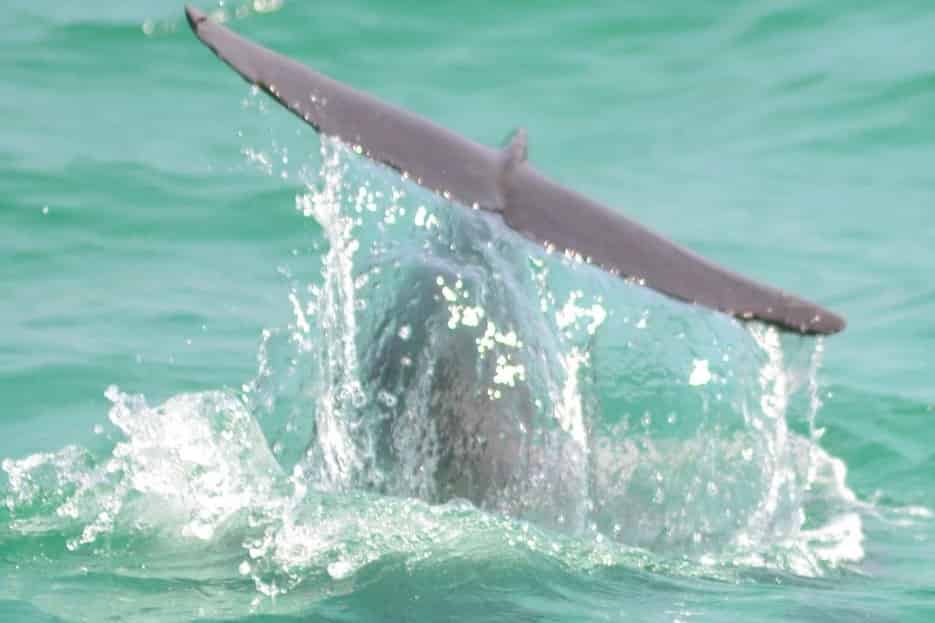 Snorkel-and-Dolphin-Excursion-on-Destin-s-Original-Sea-Blaster