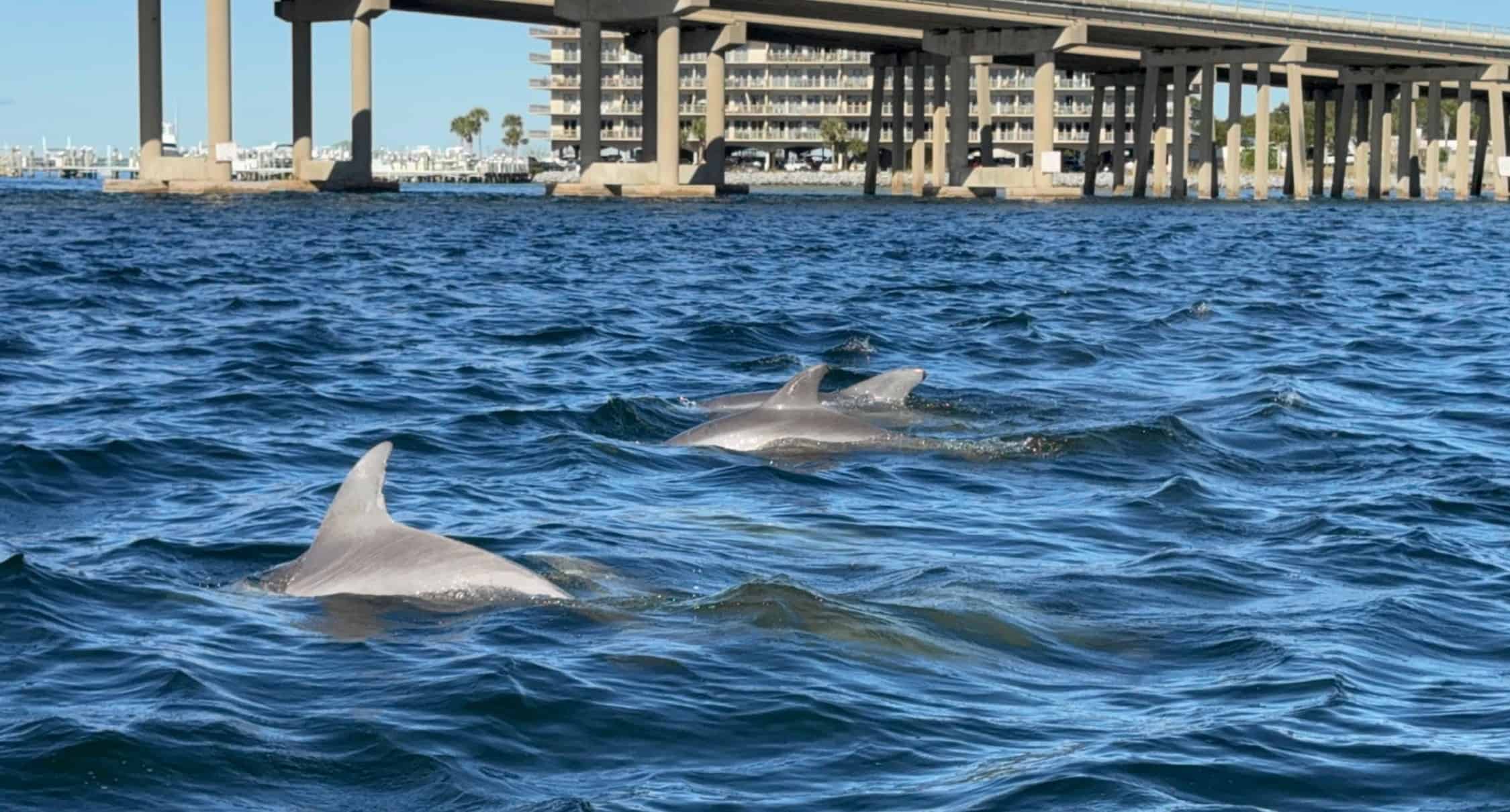 Destin-Pontoon-Boat-Harbor-and-Bay-Cruise