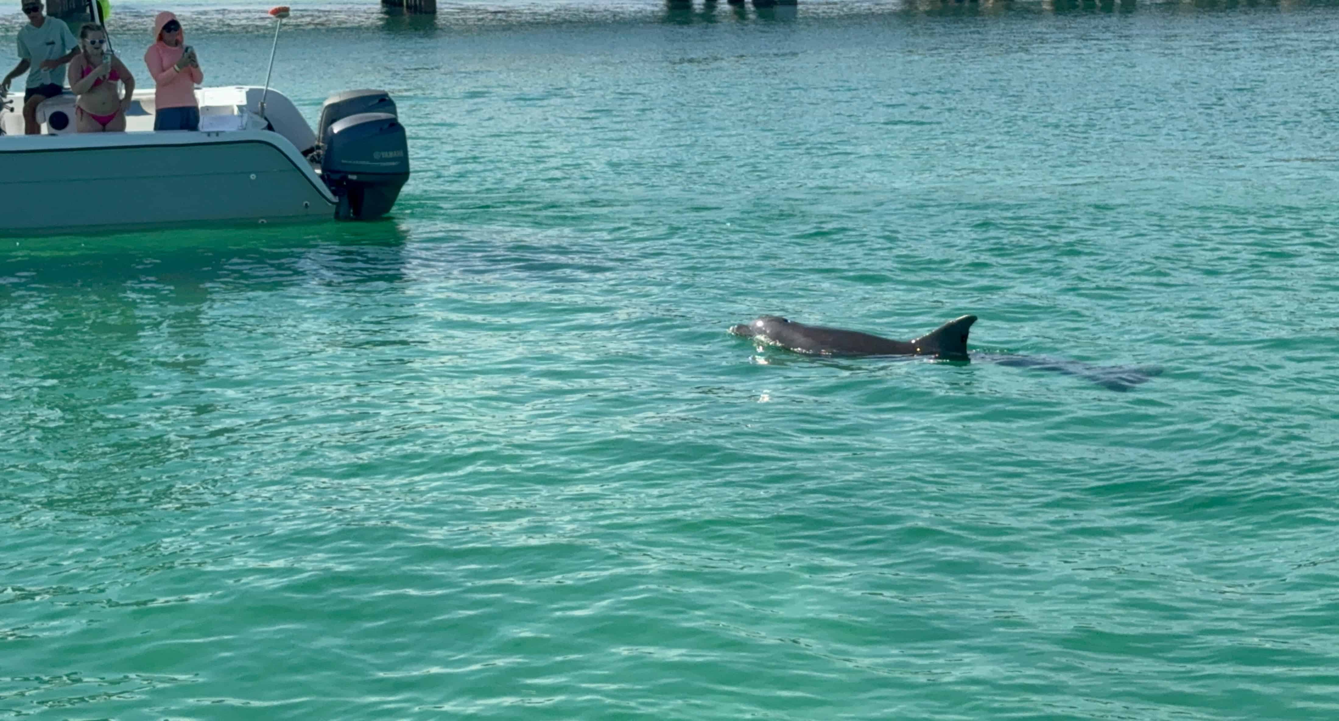 Fort-Walton-Beach-Morning-Dolphin-and-Donuts-Boat-Cruise