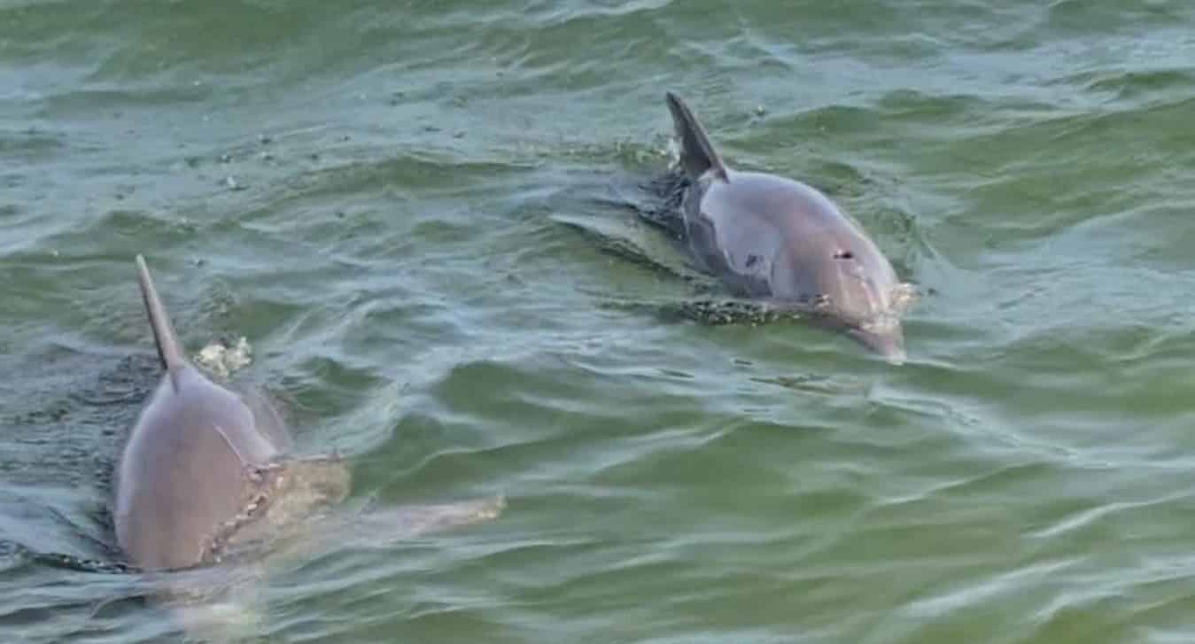 Fort-Walton-Beach-Morning-Dolphin-and-Donuts-Boat-Cruise